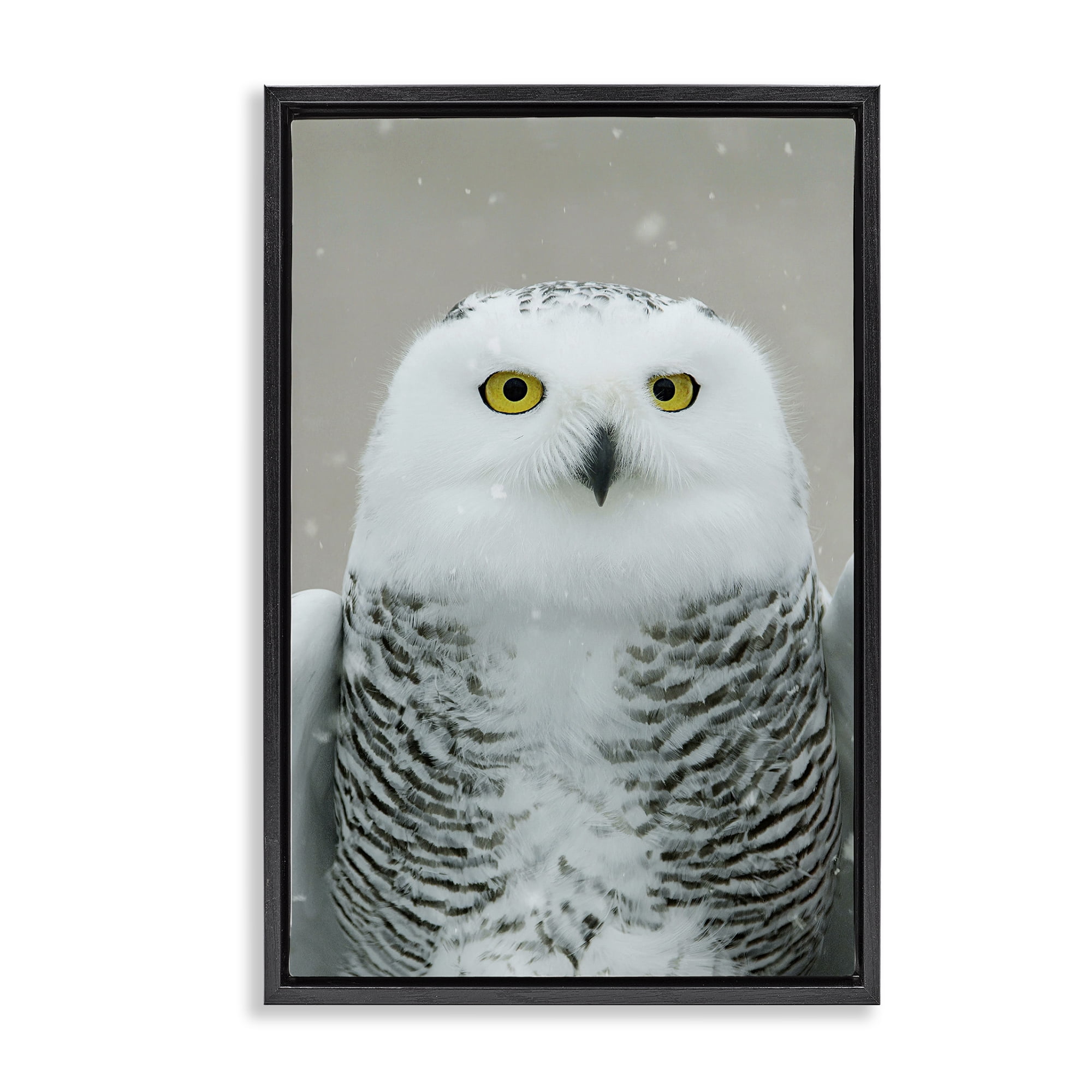Stupell Industries Snowy Owl Portrait Animals & Insects Photography Black Floater Framed Canvas Art Print Wall Art, 21 x 31