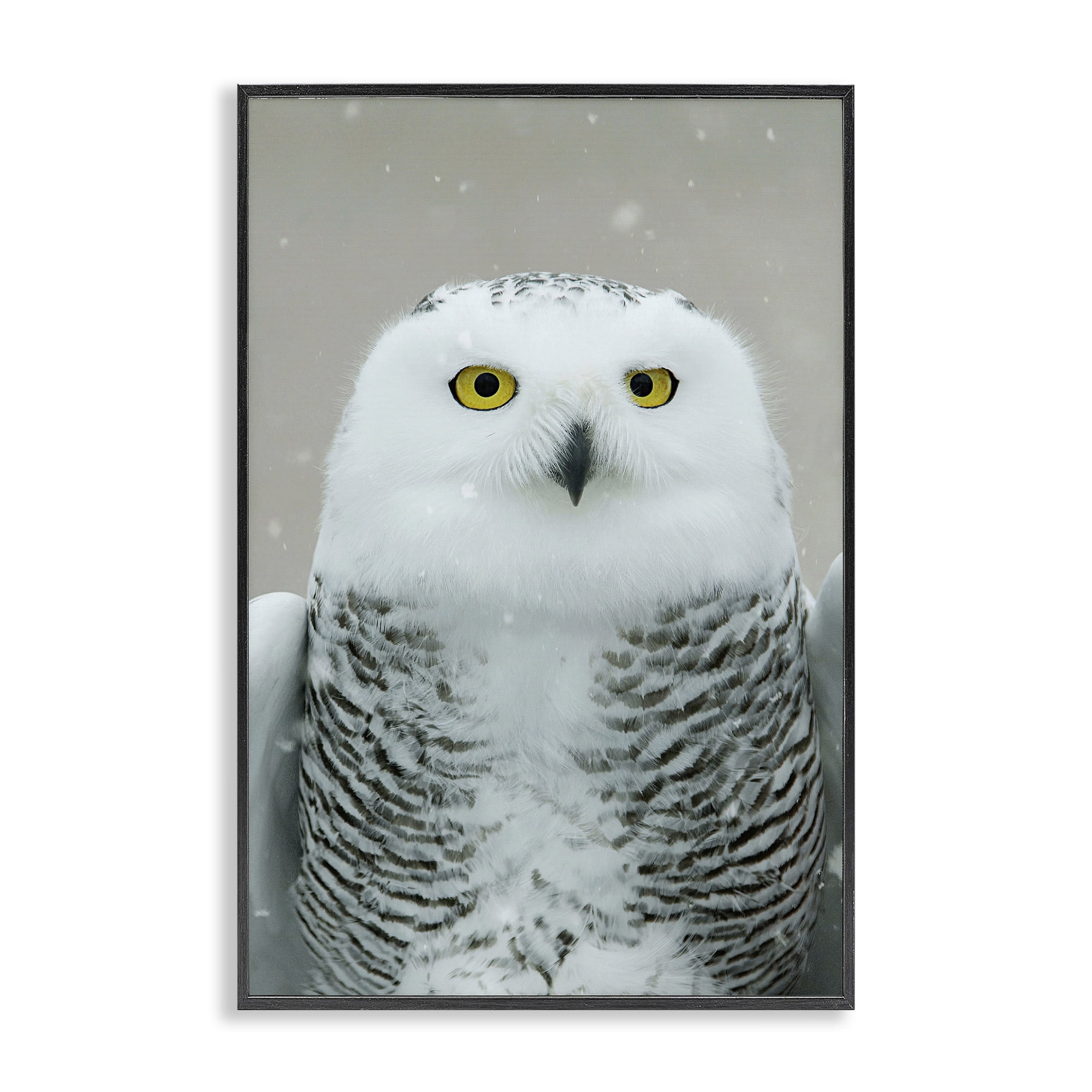 Stupell Industries Snowy Owl Portrait Animals & Insects Photography Black Framed Art Print Wall Art, 16 x 24