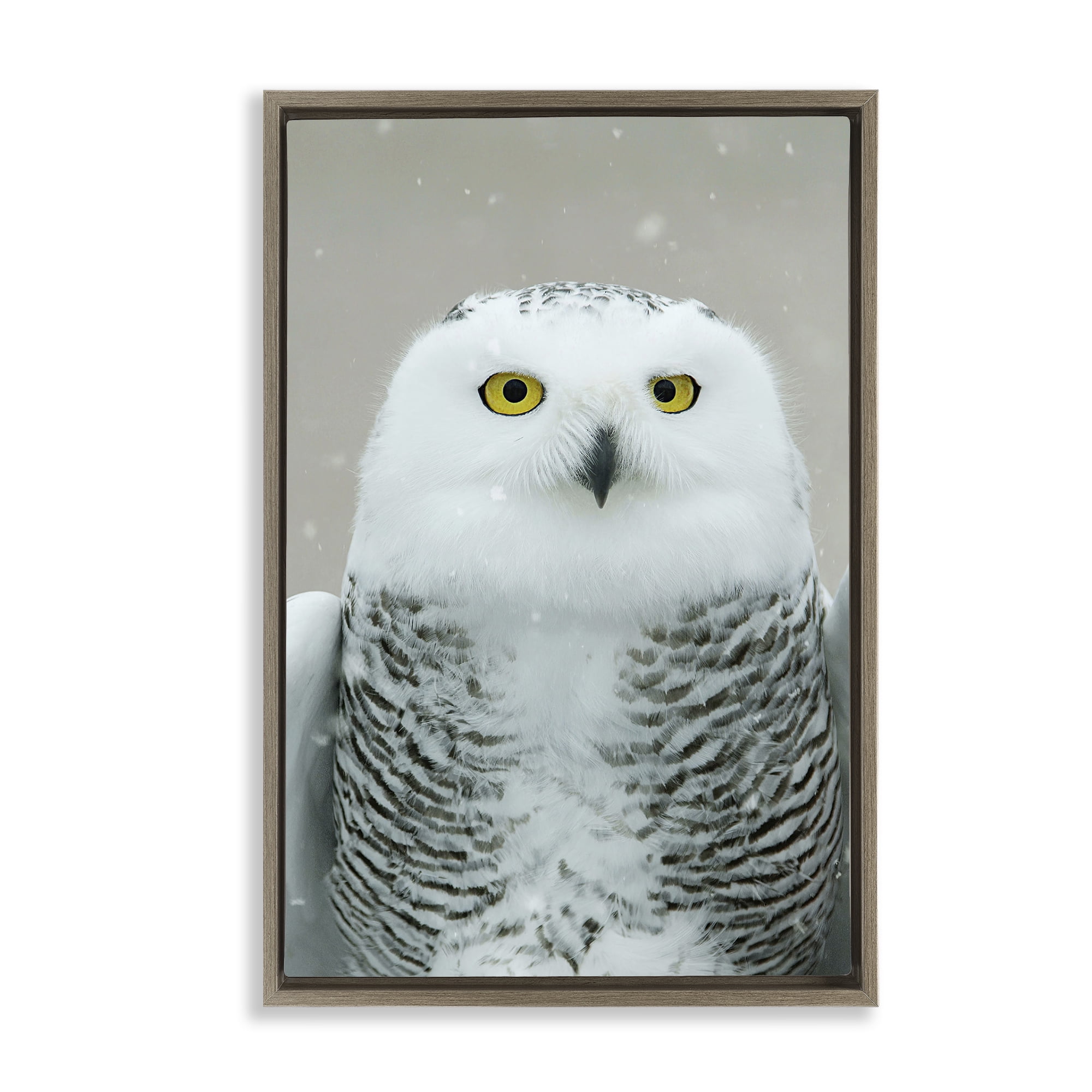 Stupell Industries Snowy Owl Portrait Animals & Insects Photography Brown Floater Framed Canvas Art Print Wall Art, 17 x 25