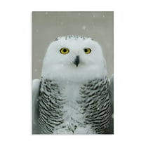 Stupell Industries Snowy Owl Portrait Animals & Insects Photography Gallery Wrapped Canvas Art Print Wall Art, 16 x 24