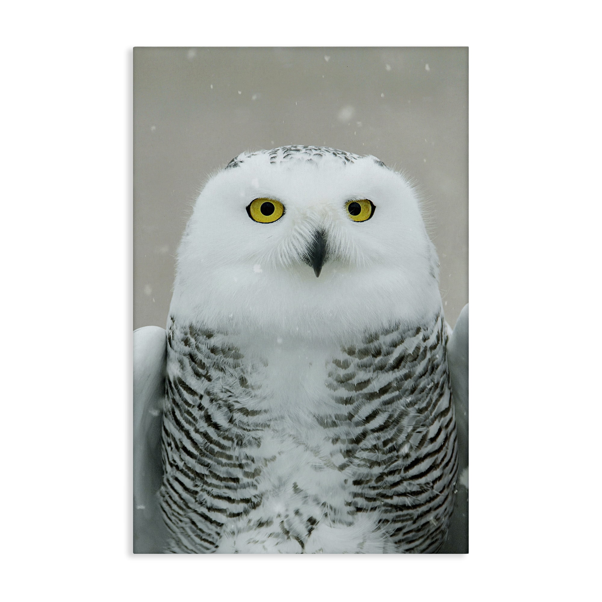 Stupell Industries Snowy Owl Portrait Animals & Insects Photography Gallery Wrapped Canvas Art Print Wall Art, 20 x 30