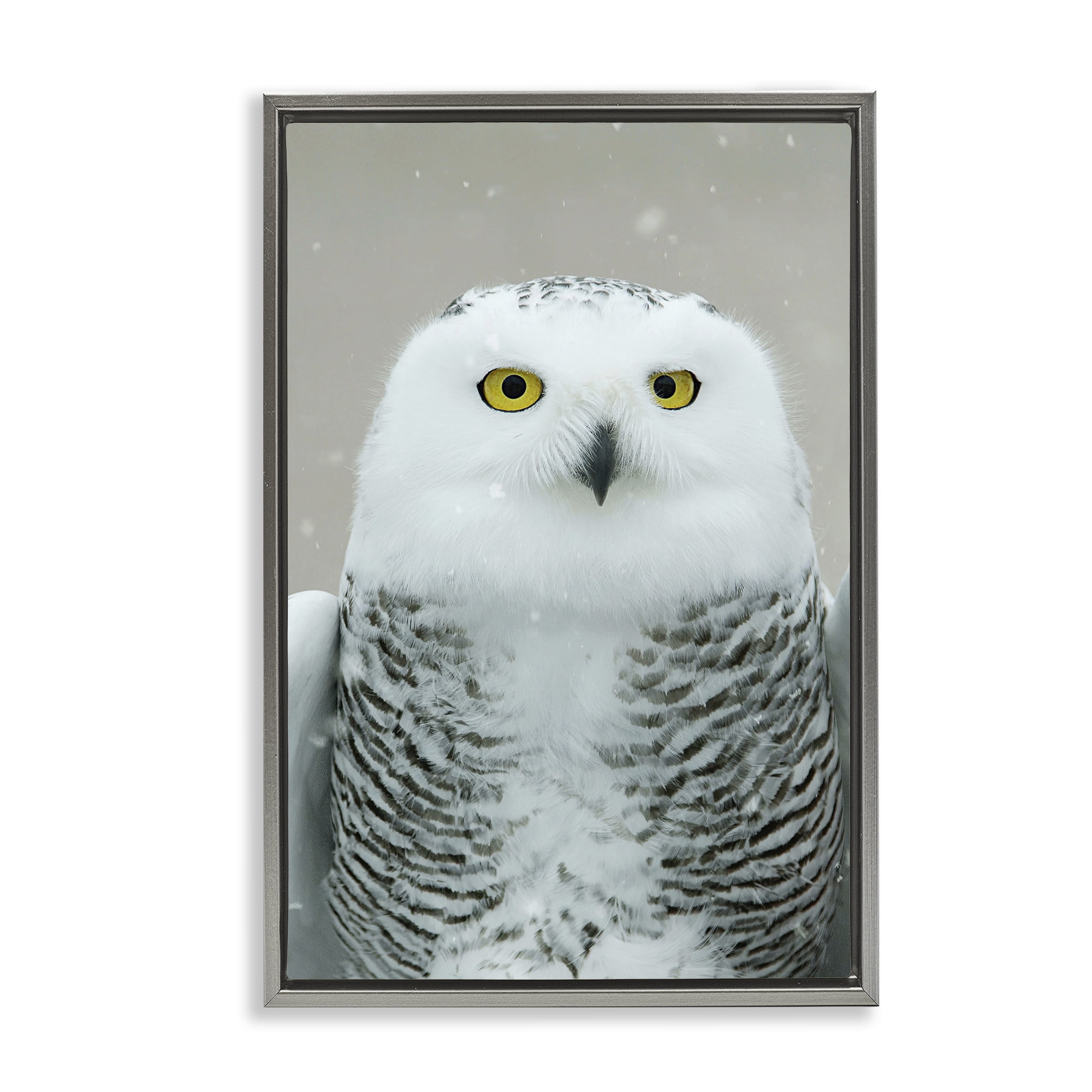 Stupell Industries Snowy Owl Portrait Animals & Insects Photography Gray Floater Framed Canvas Art Print Wall Art, 21 x 31