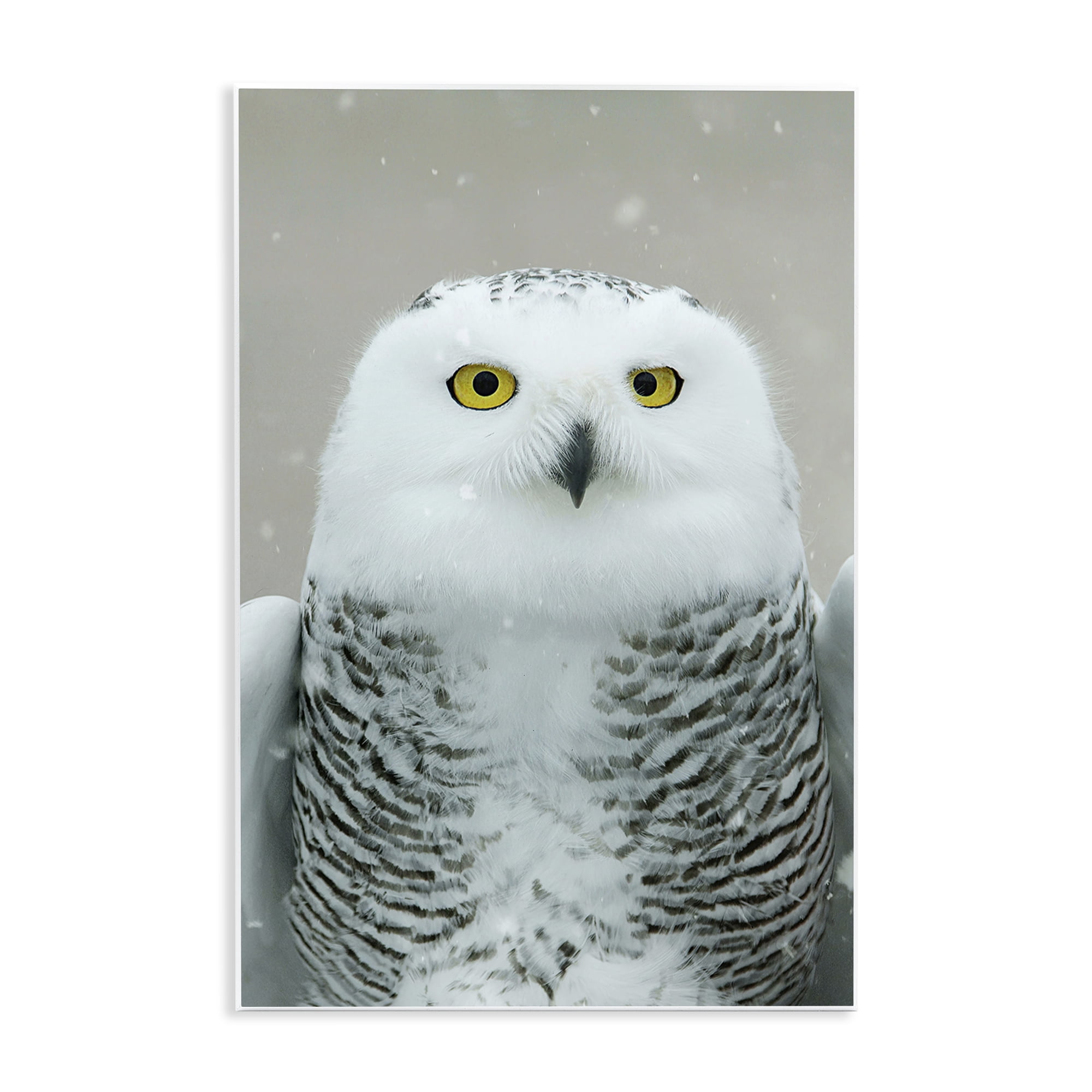 Stupell Industries Snowy Owl Portrait Animals & Insects Photography Unframed Art Print Wall Art, 13 x 19