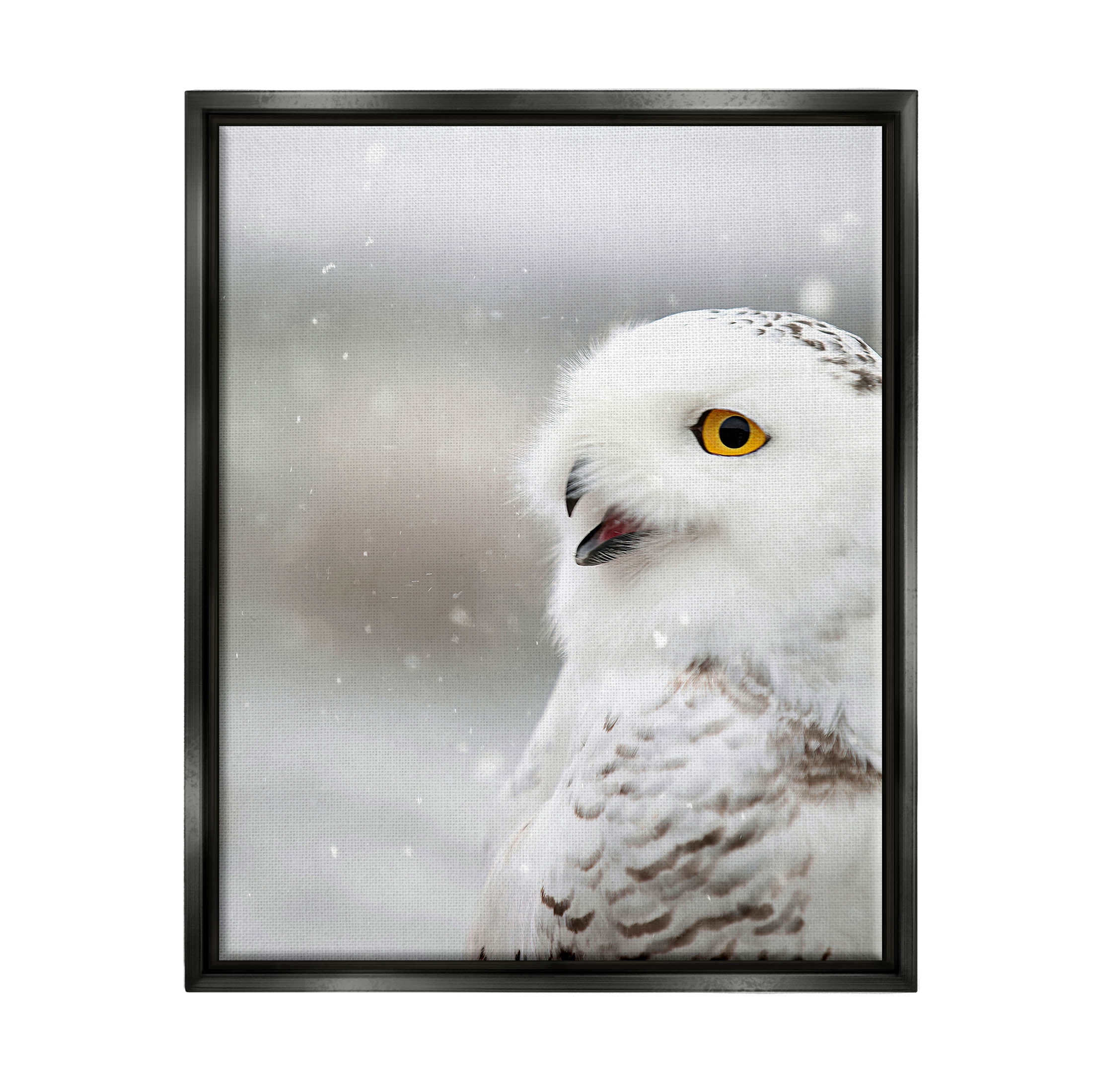 Stupell Industries Snowy Owl Winter Gaze Photograph Jet Black Floating Framed Canvas Print Wall Art, Design by Carrie Ann Grippo-Pike