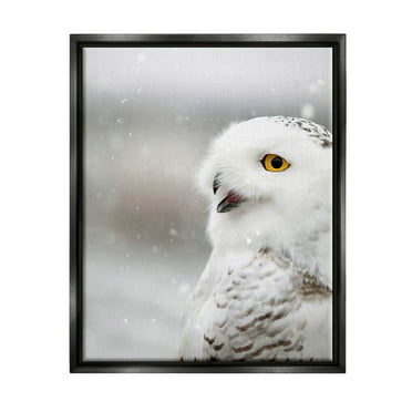 Stupell Industries Snowy Owl Winter Gaze Photograph Jet Black Floating Framed Canvas Print Wall Art, Design by Carrie Ann Grippo-Pike