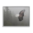 thumbnail image 1 of Stupell Industries Soaring Eagle in Nature Animals & Insects Photography Gray Framed Art Print Wall Art, 20 x 16, 1 of 9