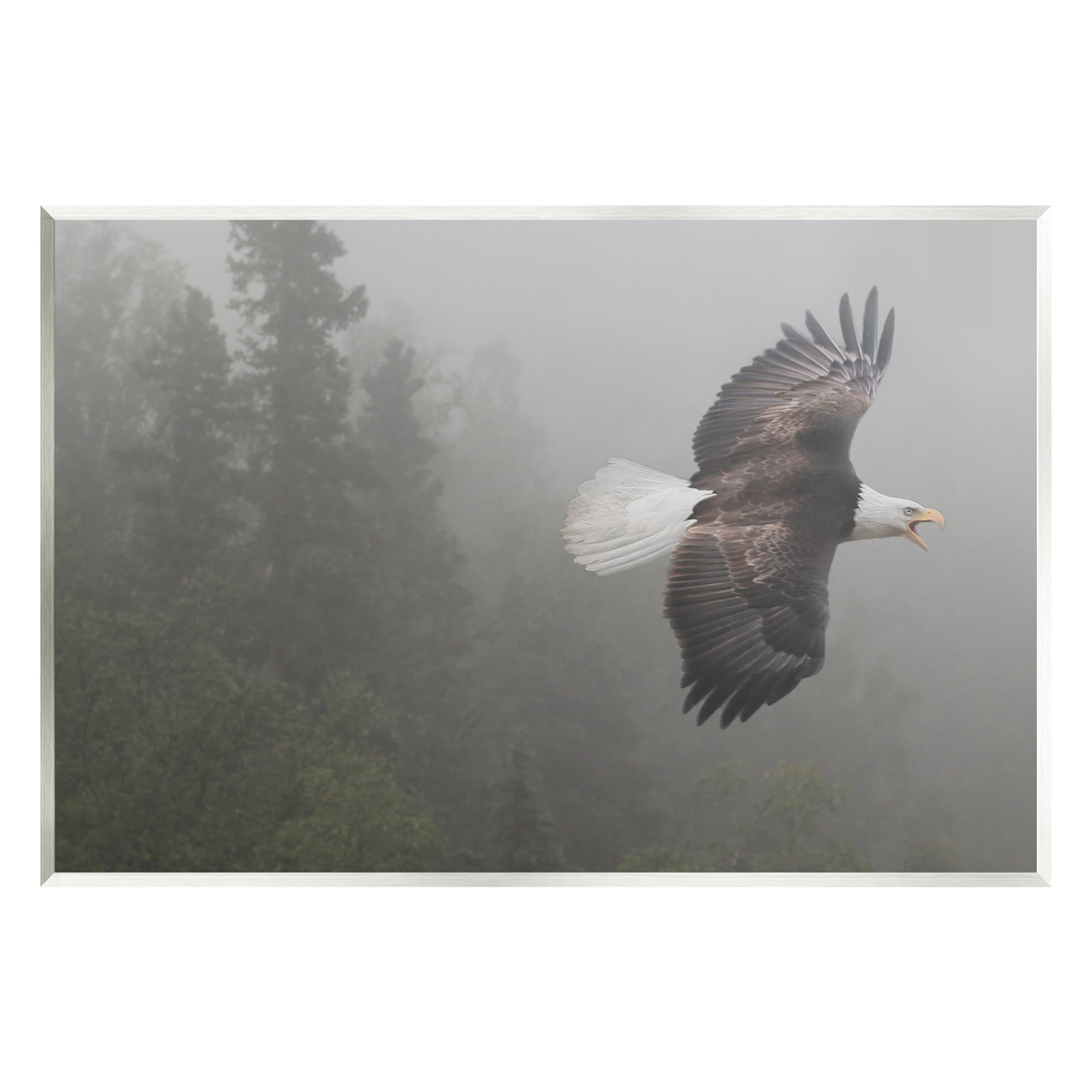 Stupell Industries Soaring Eagle in Nature Animals & Insects Photography Unframed Art Print Wall Art, 15 x 10