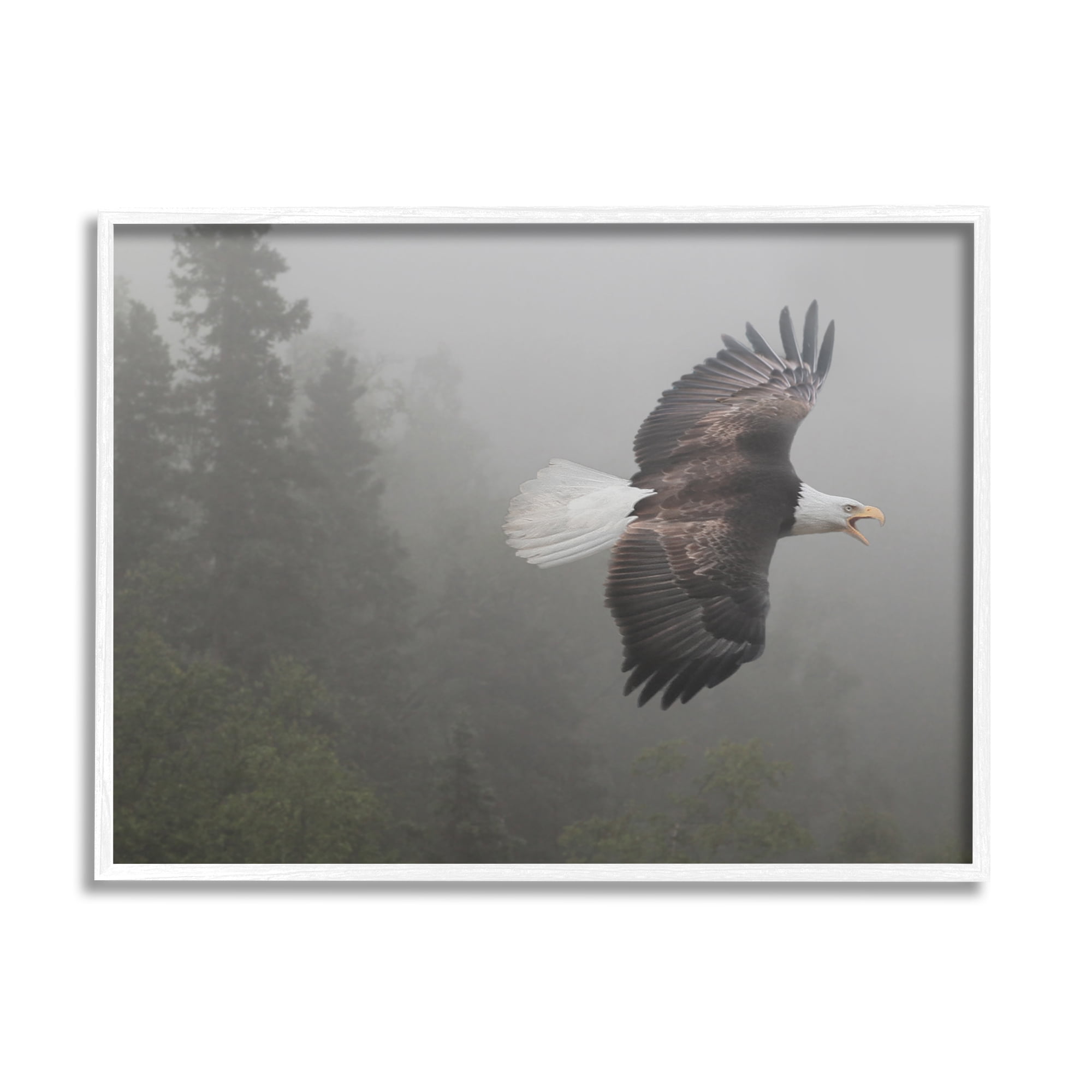 Stupell Industries Soaring Eagle in Nature Animals & Insects Photography White Framed Art Print Wall Art, 20 x 16