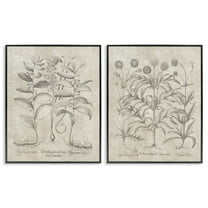 Stupell Industries Soft Botanical Study Plants & Flowers Painting Black Framed Art Print Wall Art, 11 x 14, Set of 2