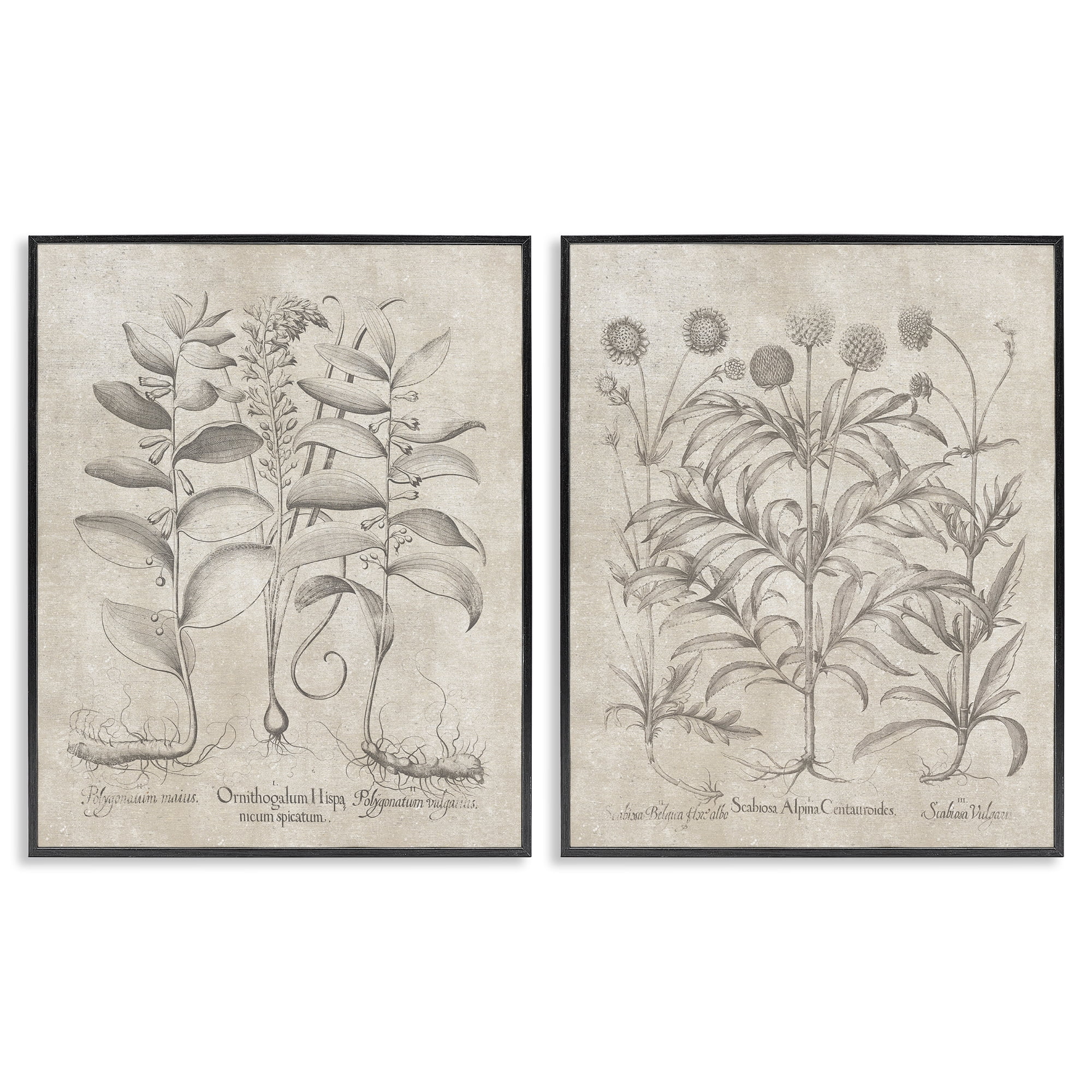 Stupell Industries Soft Botanical Study Plants & Flowers Painting Black Framed Art Print Wall Art, 24 x 30, Set of 2
