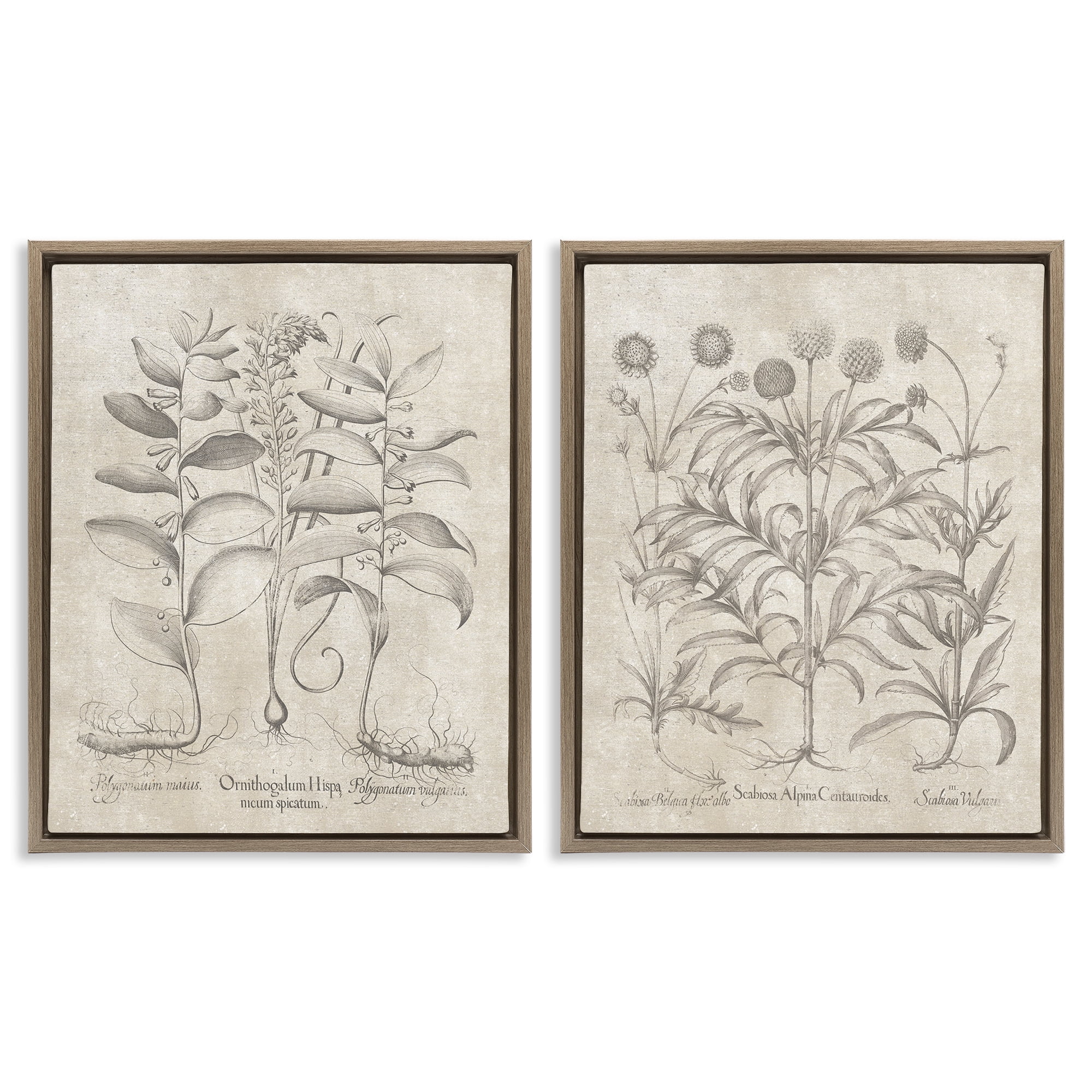Stupell Industries Soft Botanical Study Plants & Flowers Painting Brown Floater Framed Canvas Art Print Wall Art, 31 x 25, Set of 2