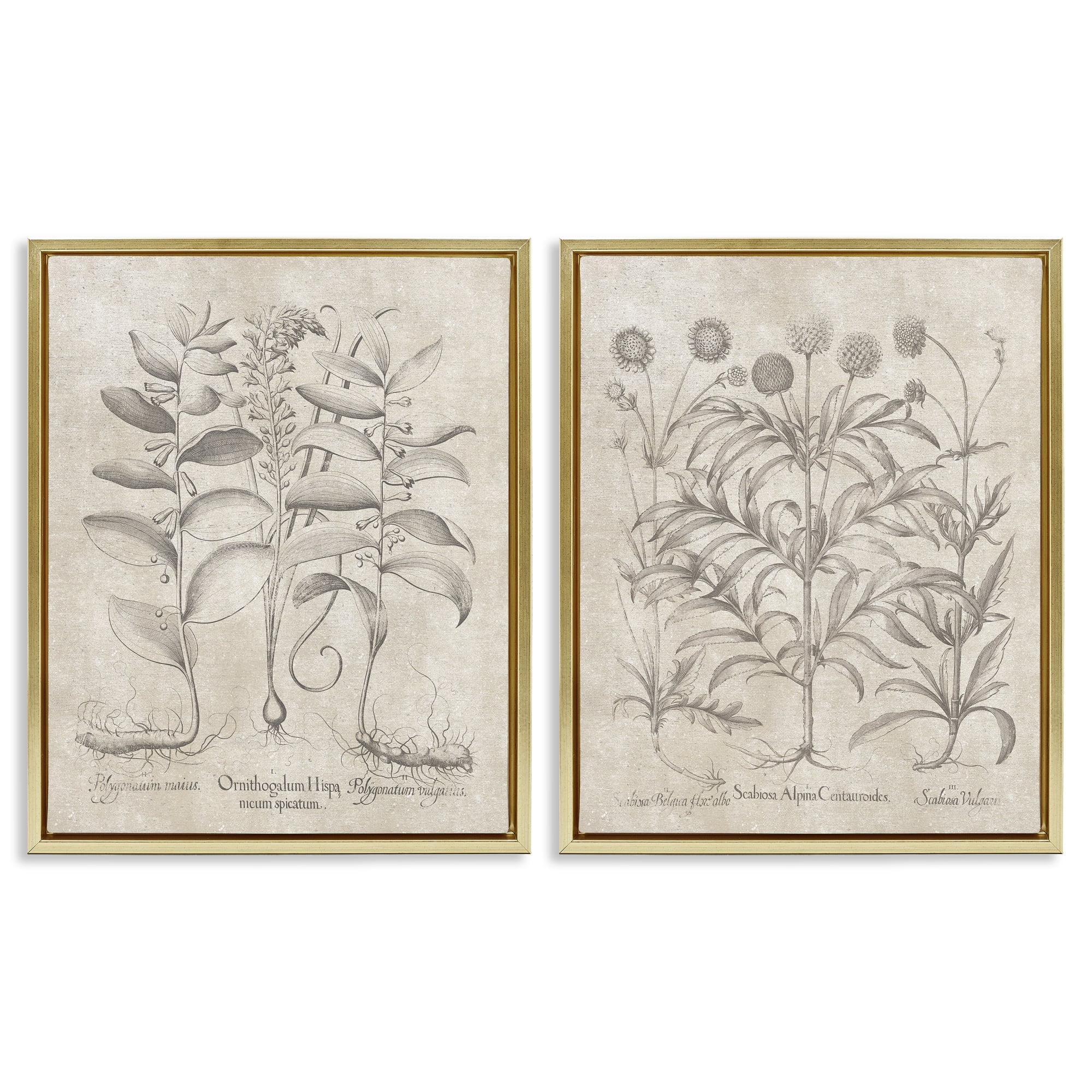 Stupell Industries Soft Botanical Study Plants & Flowers Painting Gold Floater Framed Canvas Art Print Wall Art, 17 x 21, Set of 2