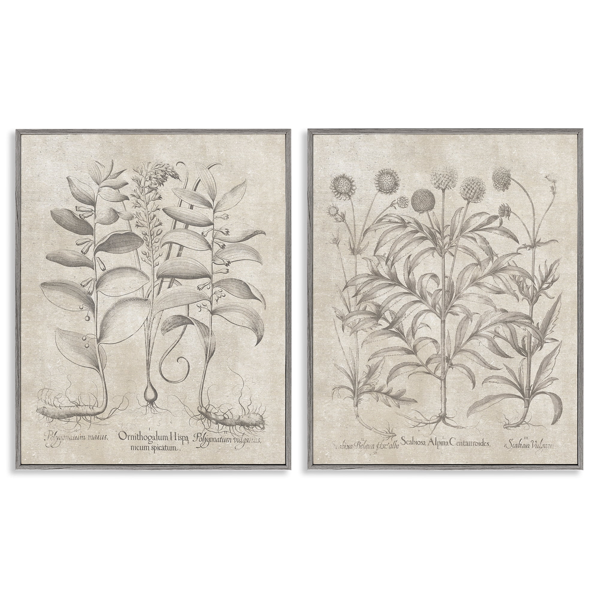 Stupell Industries Soft Botanical Study Plants & Flowers Painting Gray Framed Art Print Wall Art, 16 x 20, Set of 2