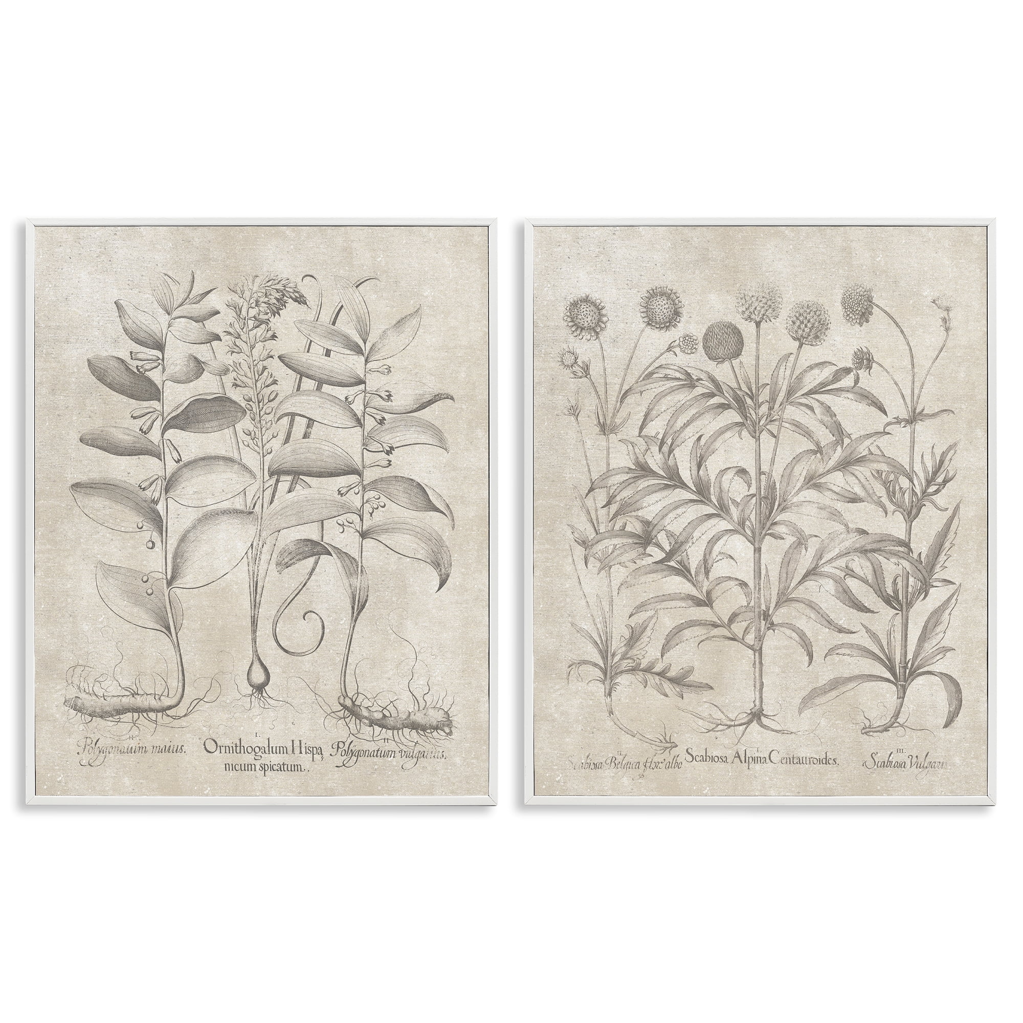 Stupell Industries Soft Botanical Study Plants & Flowers Painting White Framed Art Print Wall Art, 16 x 20, Set of 2