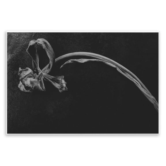 Stupell Industries Soft Collapse Flower Wall Plaque Art, design by Amy Carroll