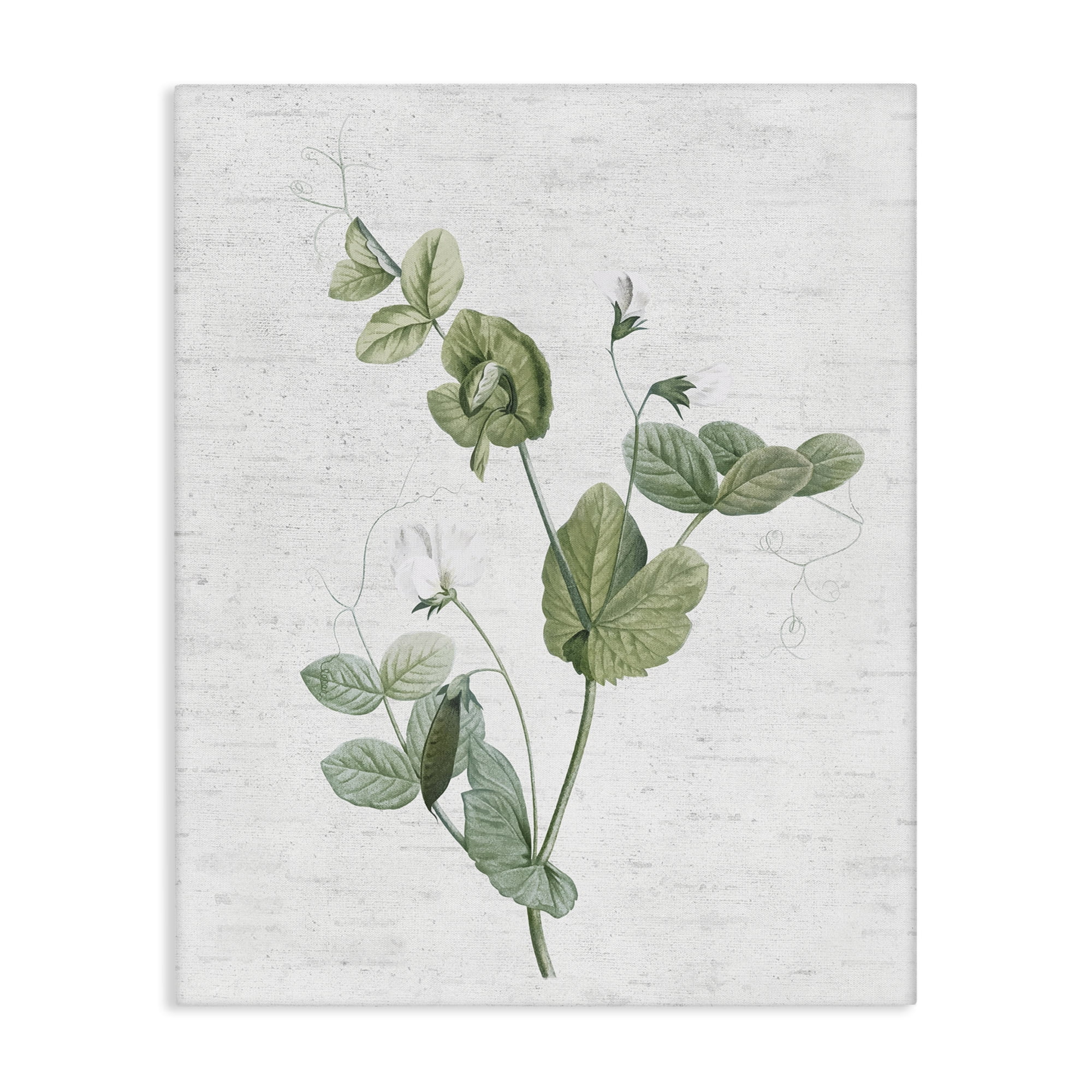 Stupell Industries Soft Country Botanical Botanical & Floral Painting Gallery Wrapped Canvas Art Print Wall Art, 24 x 30
