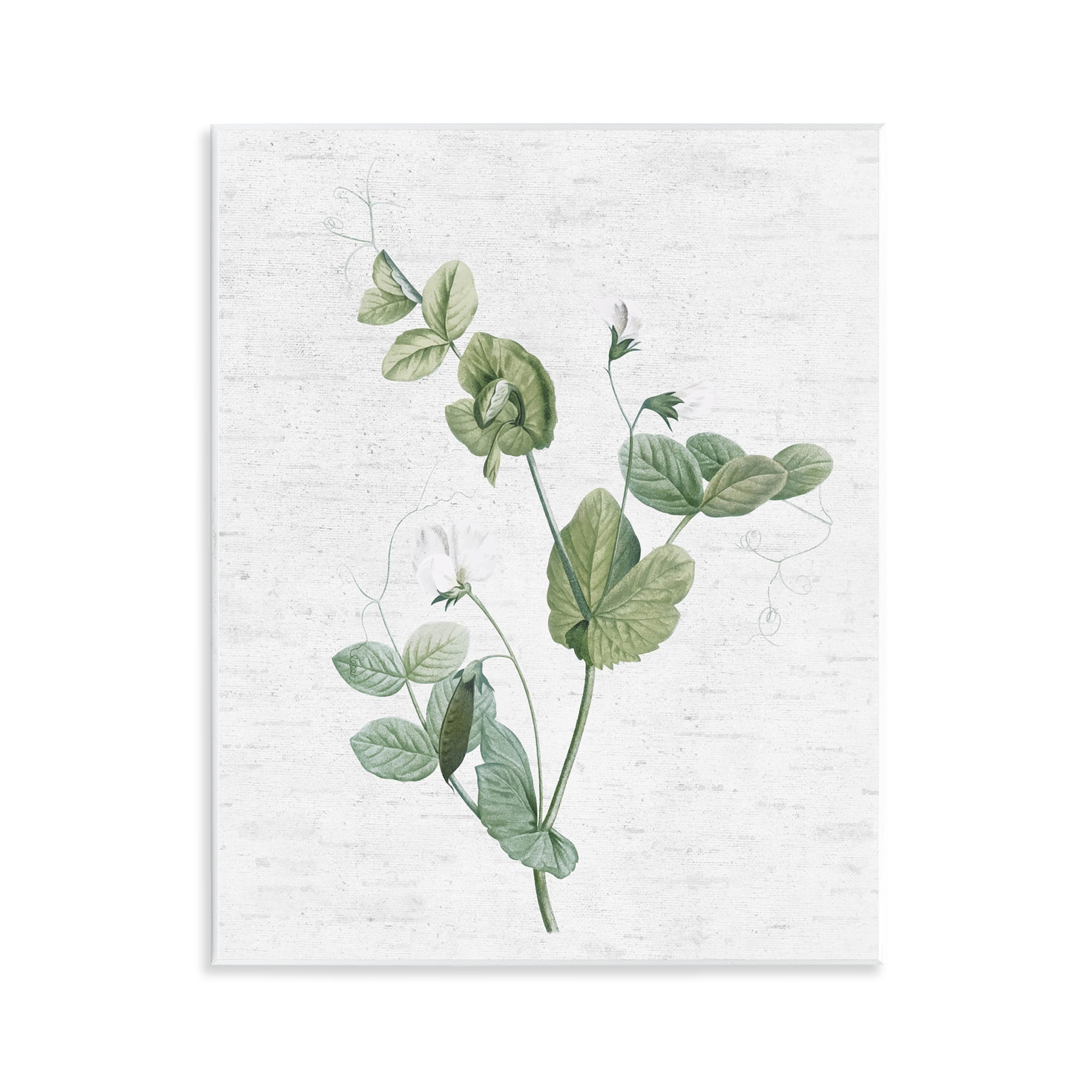 Stupell Industries Soft Country Botanical Botanical & Floral Painting Unframed Art Print Wall Art, 11 x 14