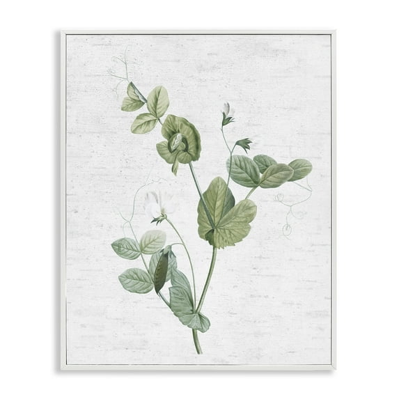 Stupell Industries Soft Country Botanical Botanical & Floral Painting White Framed Art Print Wall Art, 24 x 30