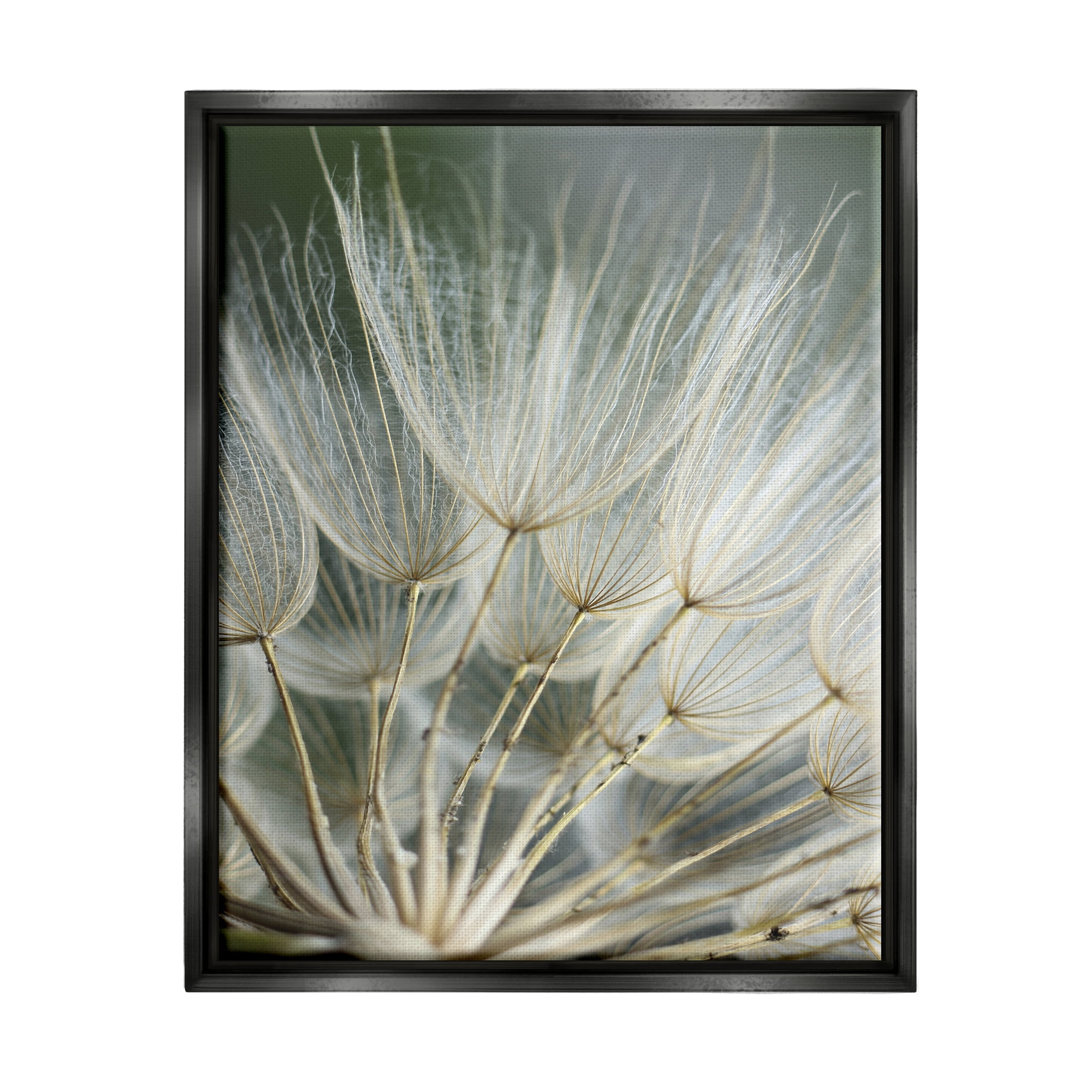 Stupell Industries Soft Dandelion Photography Botanical & Floral Photography Black Floater Framed Canvas Art Print Wall Art, 25 x 31