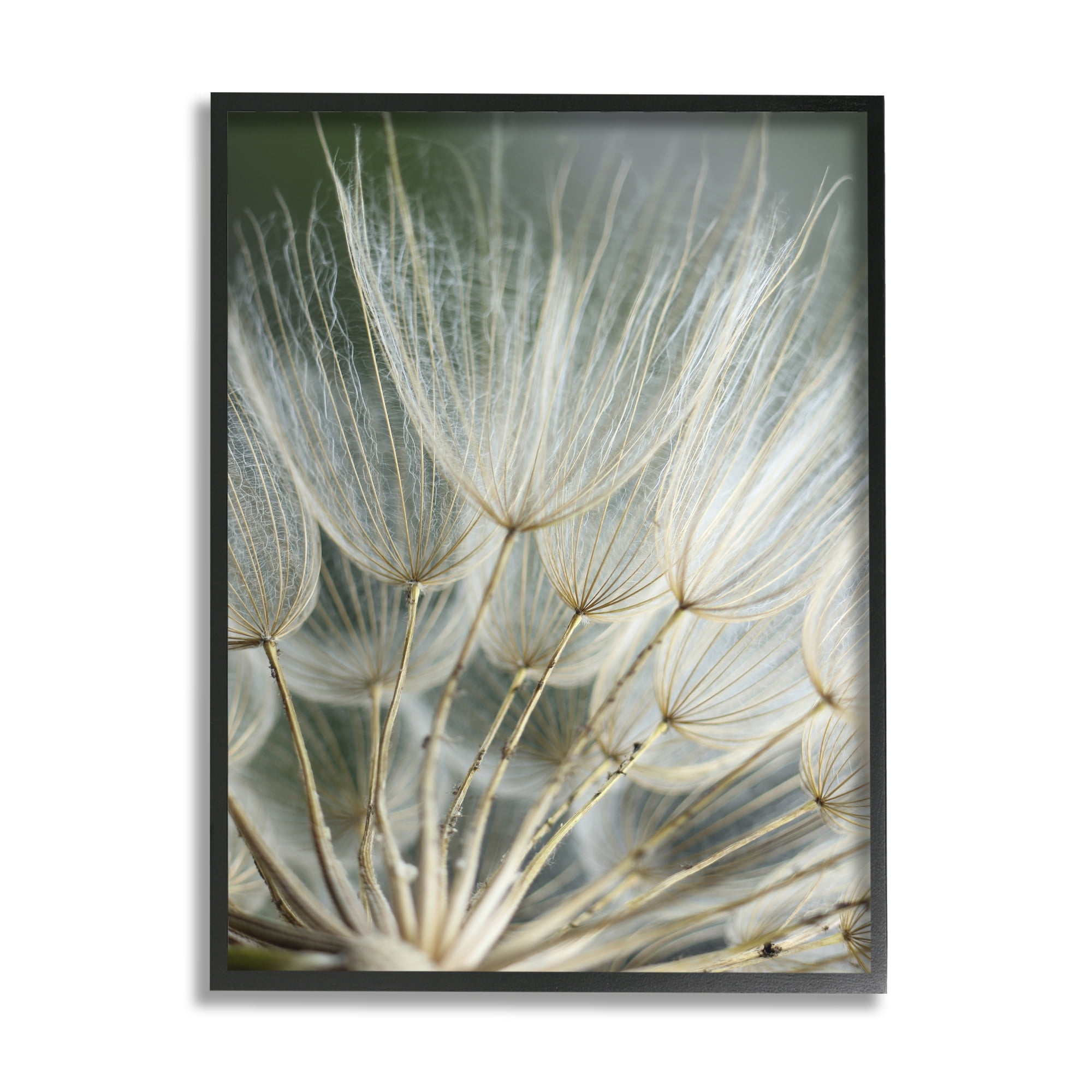 Stupell Industries Soft Dandelion Photography Botanical & Floral Photography Black Framed Art Print Wall Art, 16 x 20