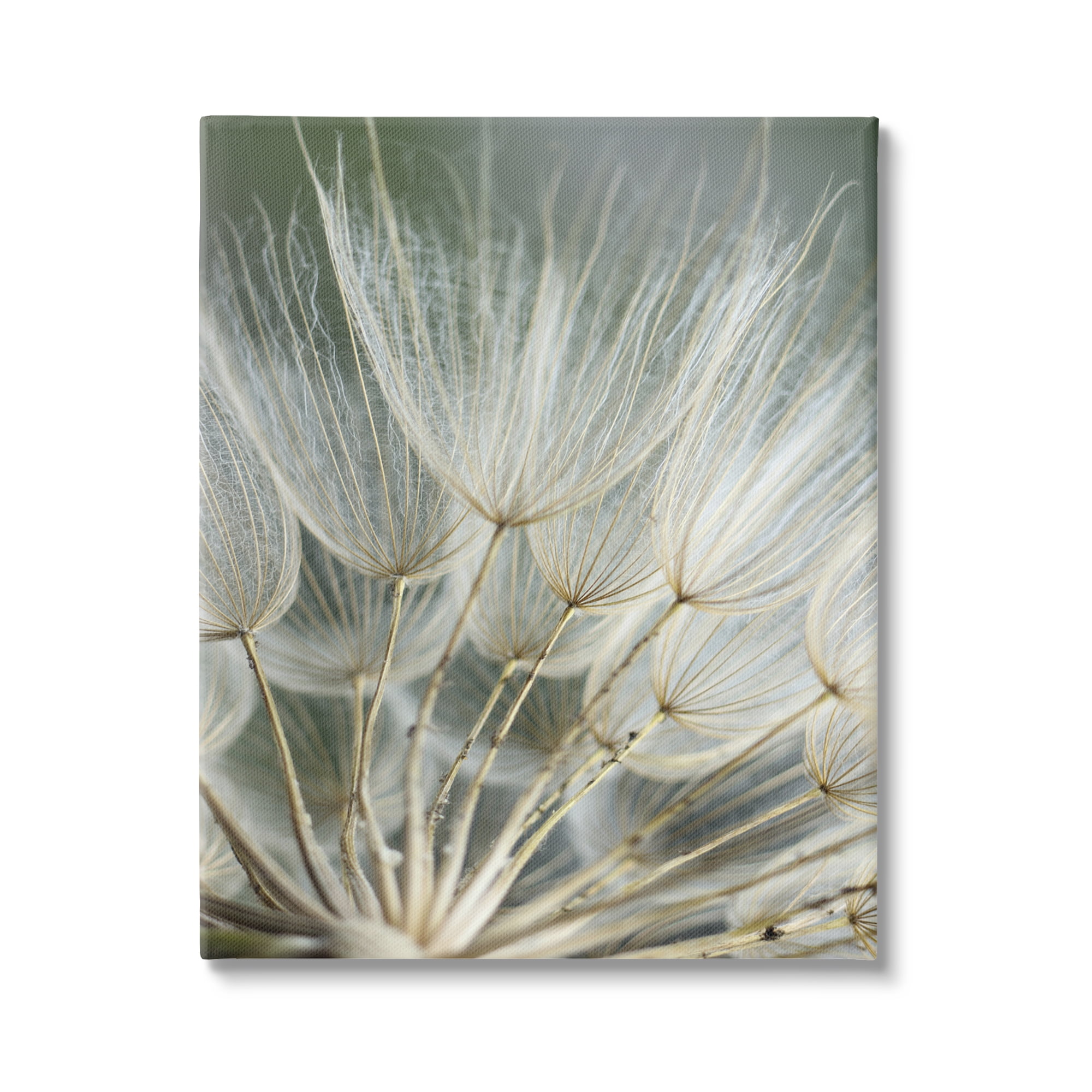 Stupell Industries Soft Dandelion Photography Botanical & Floral Photography Gallery Wrapped Canvas Art Print Wall Art, 24 x 30