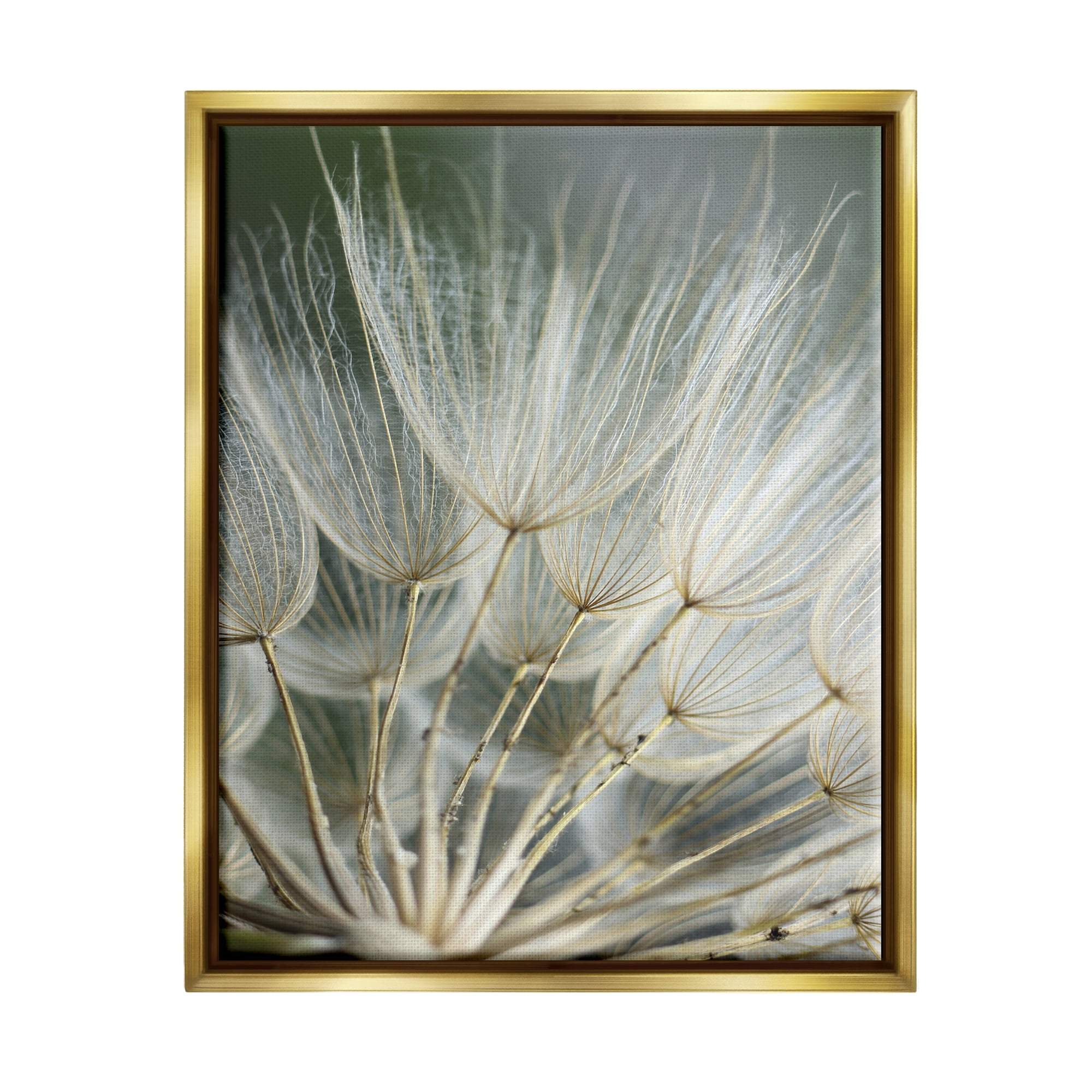Stupell Industries Soft Dandelion Photography Botanical & Floral Photography Gold Floater Framed Canvas Art Print Wall Art, 17 x 21