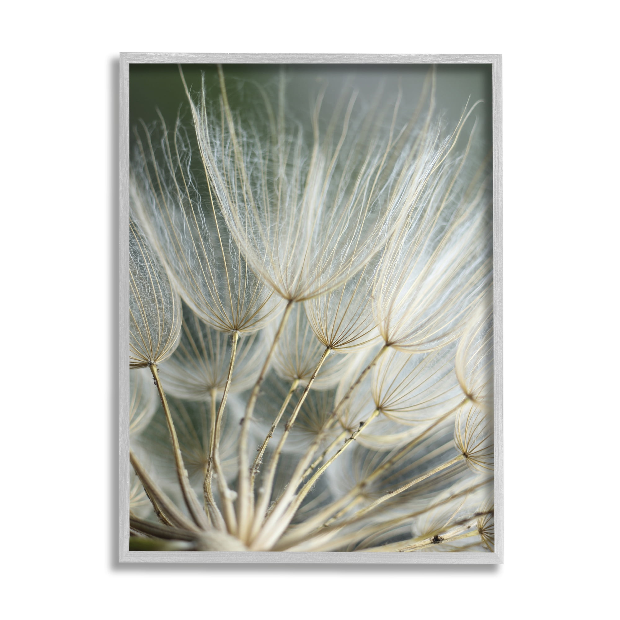 Stupell Industries Soft Dandelion Photography Botanical & Floral Photography Gray Framed Art Print Wall Art, 11 x 14