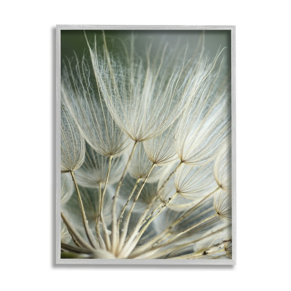 Stupell Industries Soft Dandelion Photography Botanical & Floral Photography Gray Framed Art Print Wall Art, 24 x 30