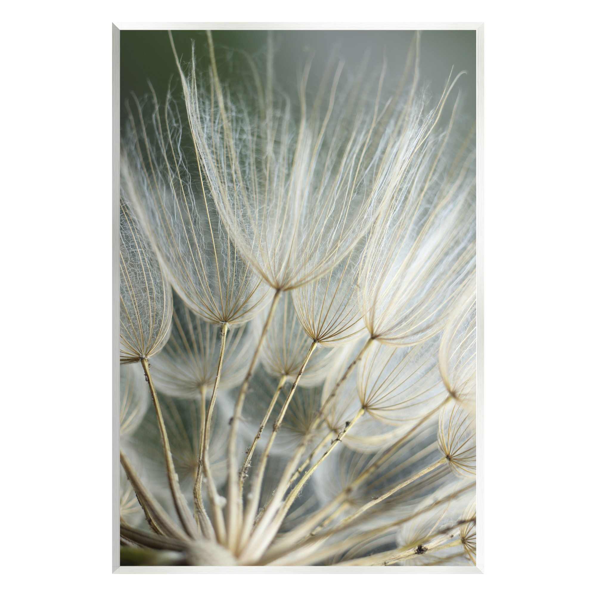 Stupell Industries Soft Dandelion Photography Botanical & Floral Photography Unframed Art Print Wall Art, 13 x 19