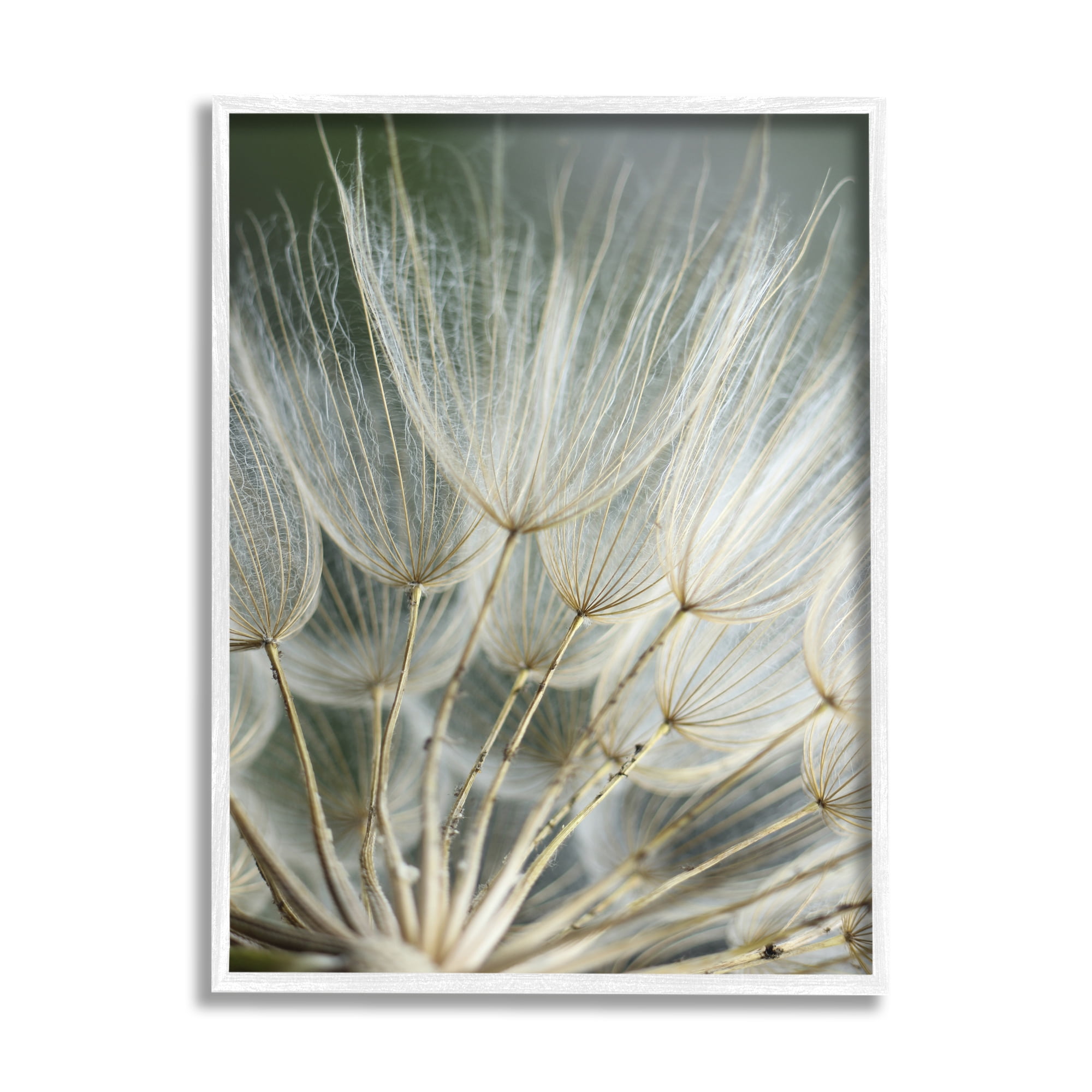 Stupell Industries Soft Dandelion Photography Botanical & Floral Photography White Framed Art Print Wall Art, 24 x 30