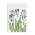 thumbnail image 1 of Stupell Industries Soft Garden Tulips Botanical & Floral Painting Gallery Wrapped Canvas Art Print Wall Art, 30 x 45, 1 of 8
