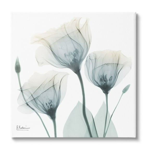 Stupell Industries Soft Opaque Tulips Botanical & Floral Photography Gallery Wrapped Canvas Art Print Wall Art, 17 x 17