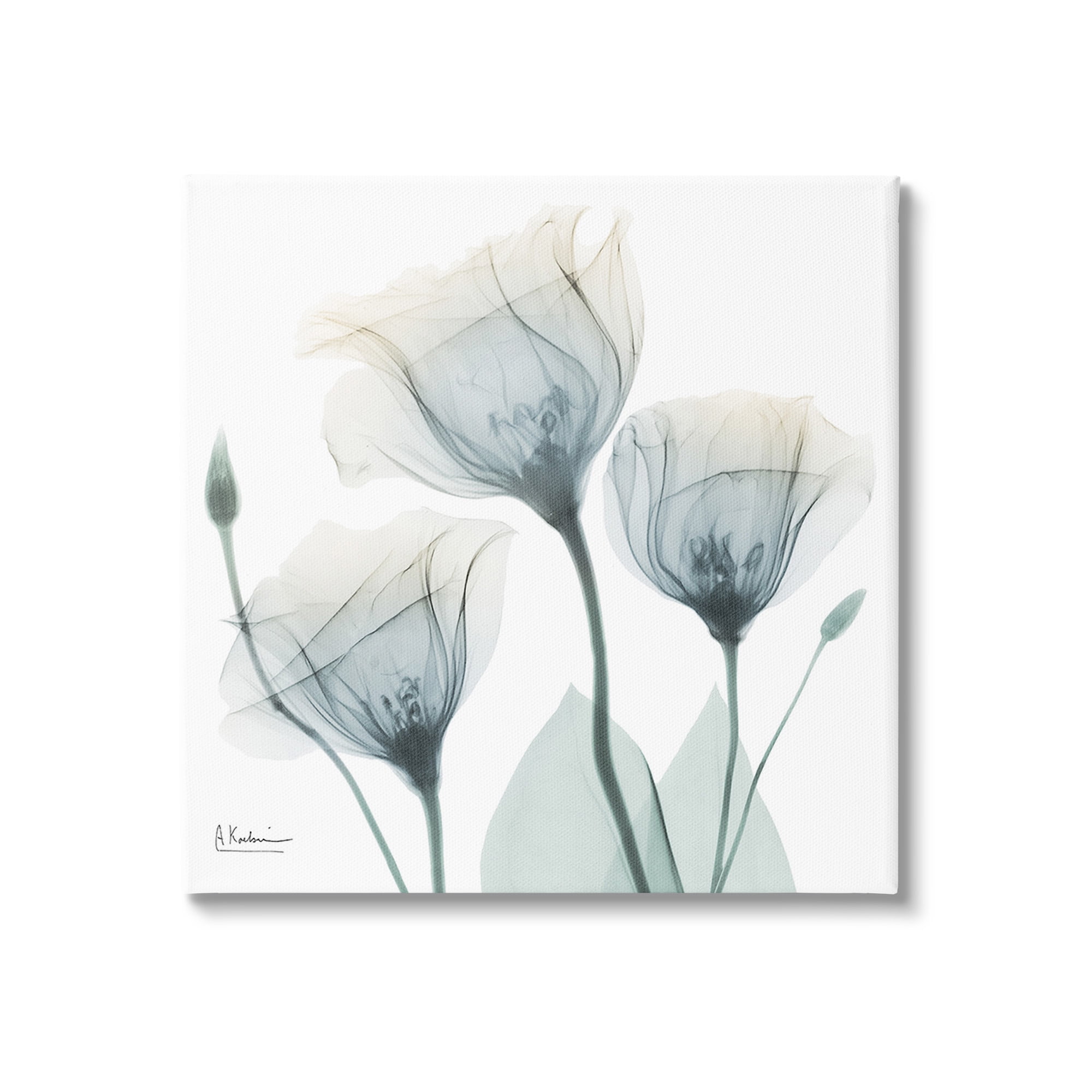 Stupell Industries Soft Opaque Tulips Botanical & Floral Photography Gallery Wrapped Canvas Art Print Wall Art, 30 x 30