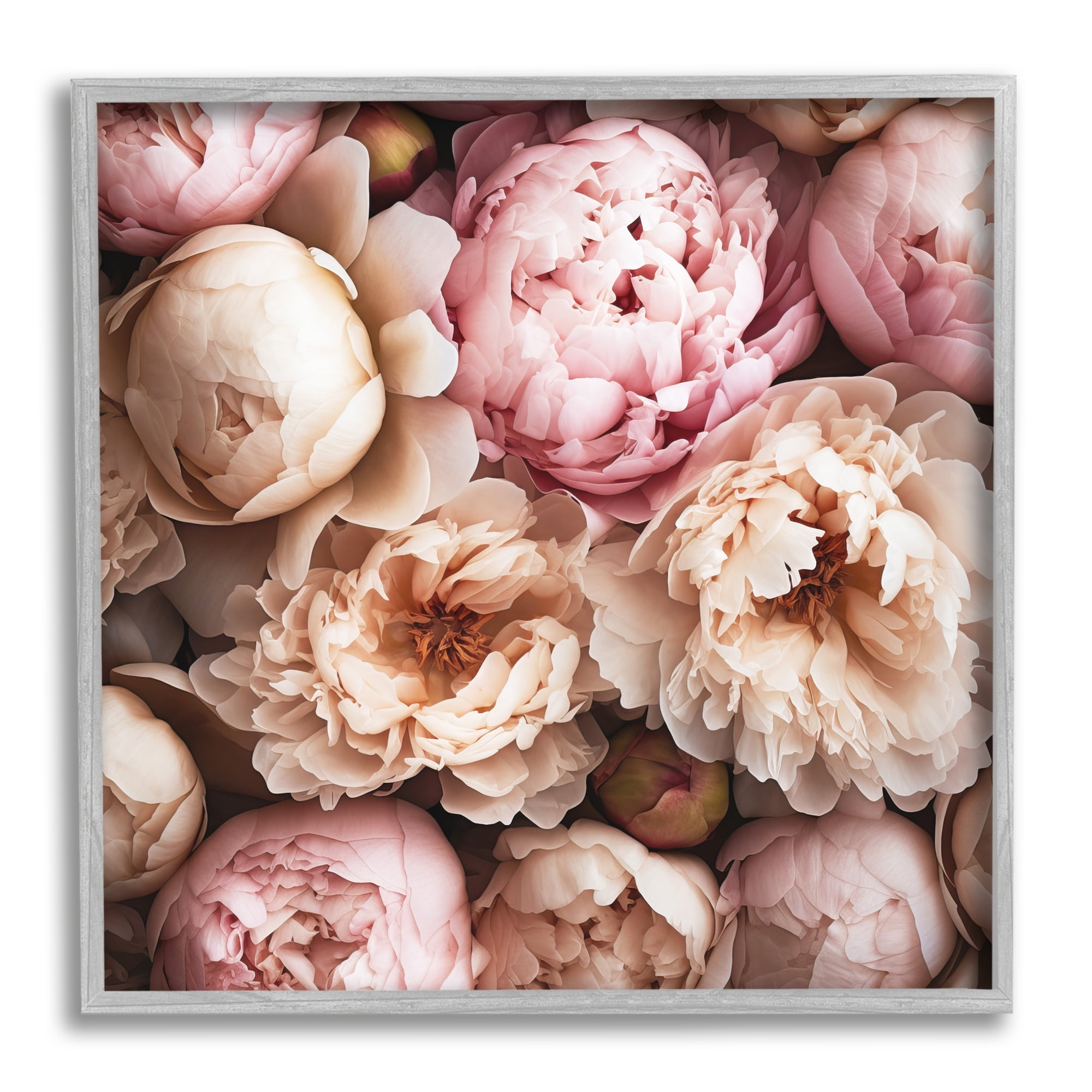 Stupell Industries Soft Peonies Photography Botanical & Floral Photography Gray Framed Art Print Wall Art, 17 x 17