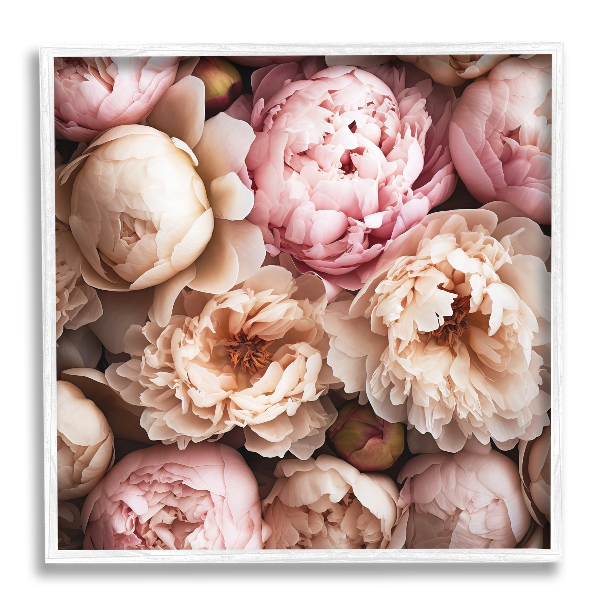 Stupell Industries Soft Peonies Photography Botanical & Floral Photography White Framed Art Print Wall Art, 12 x 12