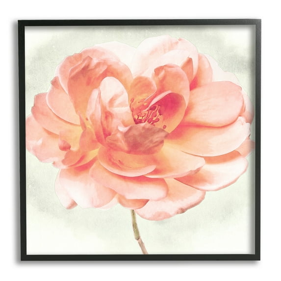 Stupell Industries Soft Pink Dahlia Botanical & Floral Painting Black Framed Art Print Wall Art, 12 x 12