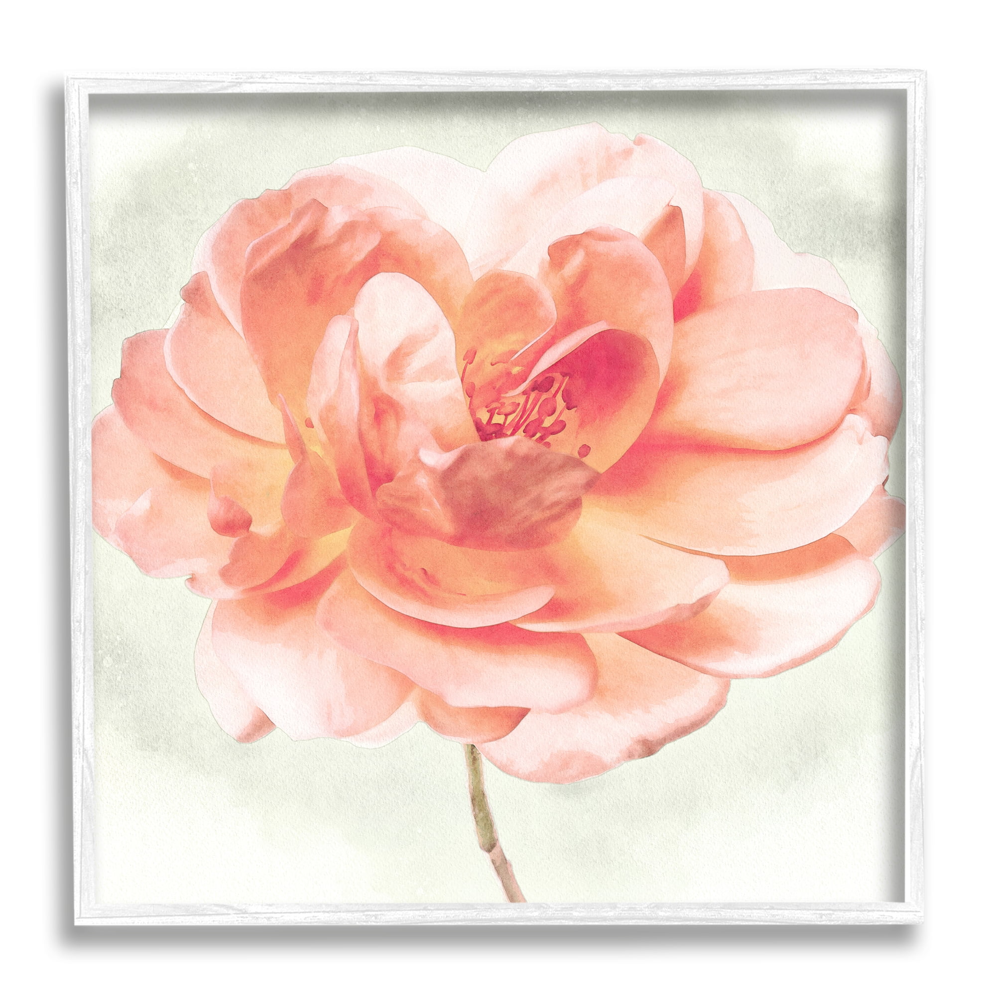 Stupell Industries Soft Pink Dahlia Botanical & Floral Painting White Framed Art Print Wall Art, 12 x 12