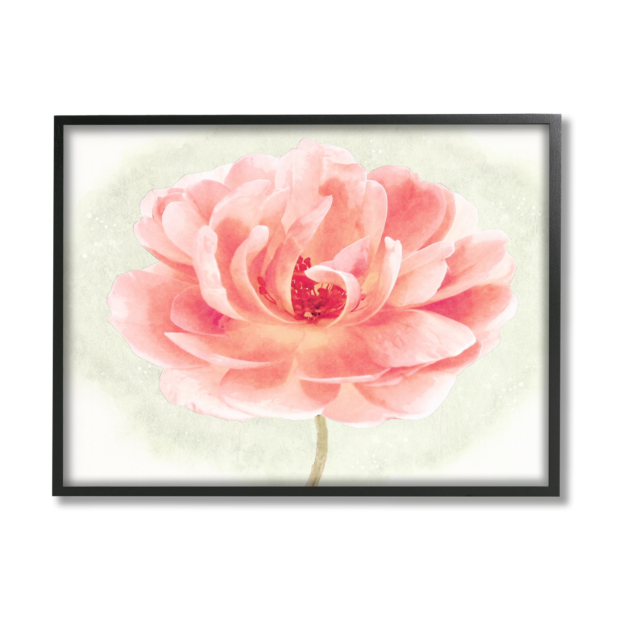Soft Pink Peony Botanical Print in Black Frame, 20" x 16"