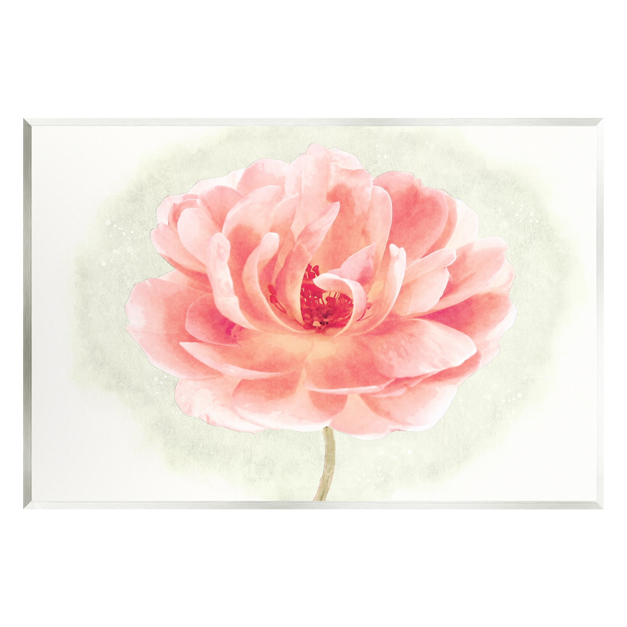 Stupell Industries Soft Pink Peony Botanical & Floral Painting Unframed Art Print Wall Art, 19 x 13