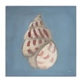thumbnail image 1 of Stupell Industries Traditional Soft Sea Cowrie Shell Canvas Art, 17 x 17, by Julia Purinton, 1 of 7