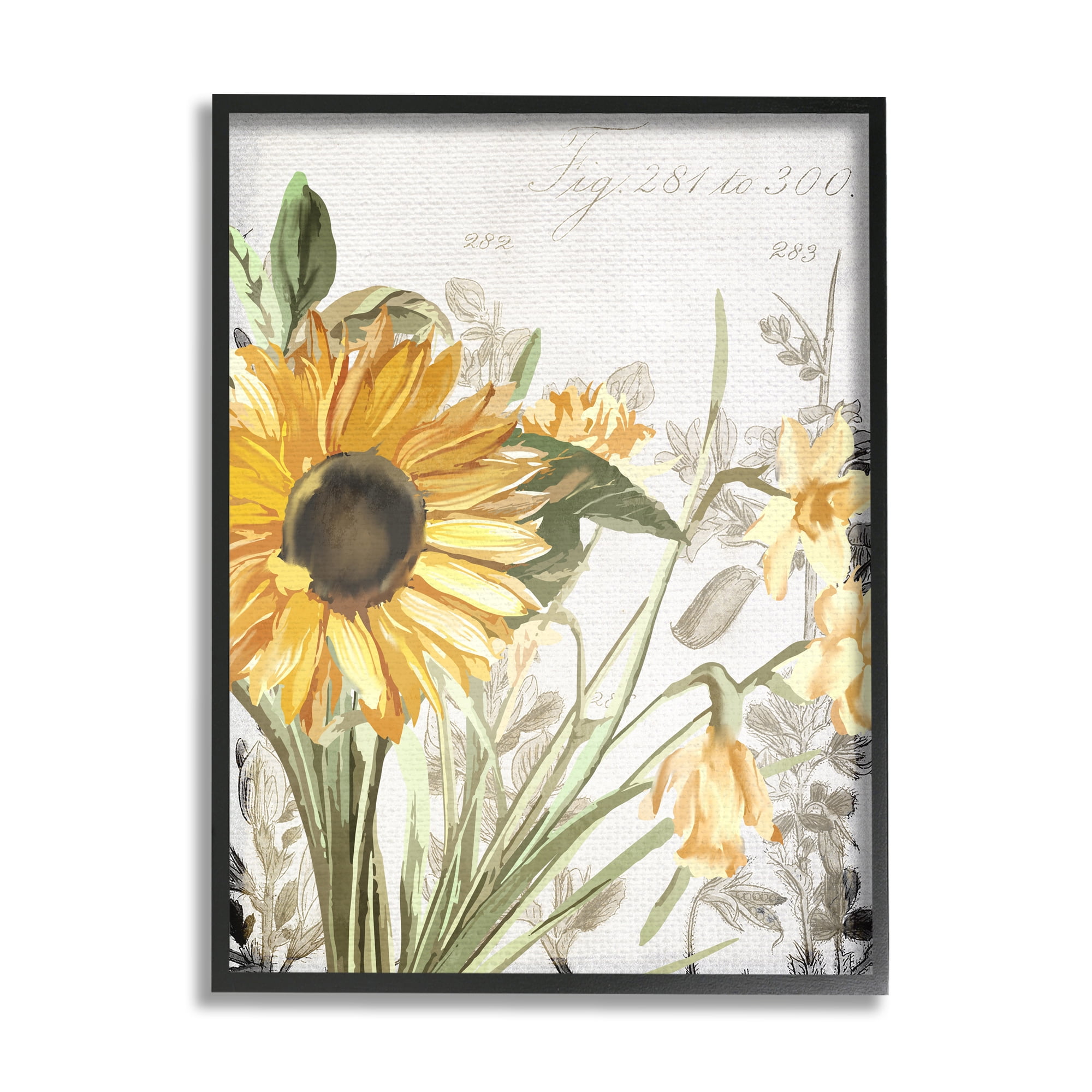 Stupell Industries Soft Sunflower Floral over Vintage Plant Illustration Black Framed by Kim Allen