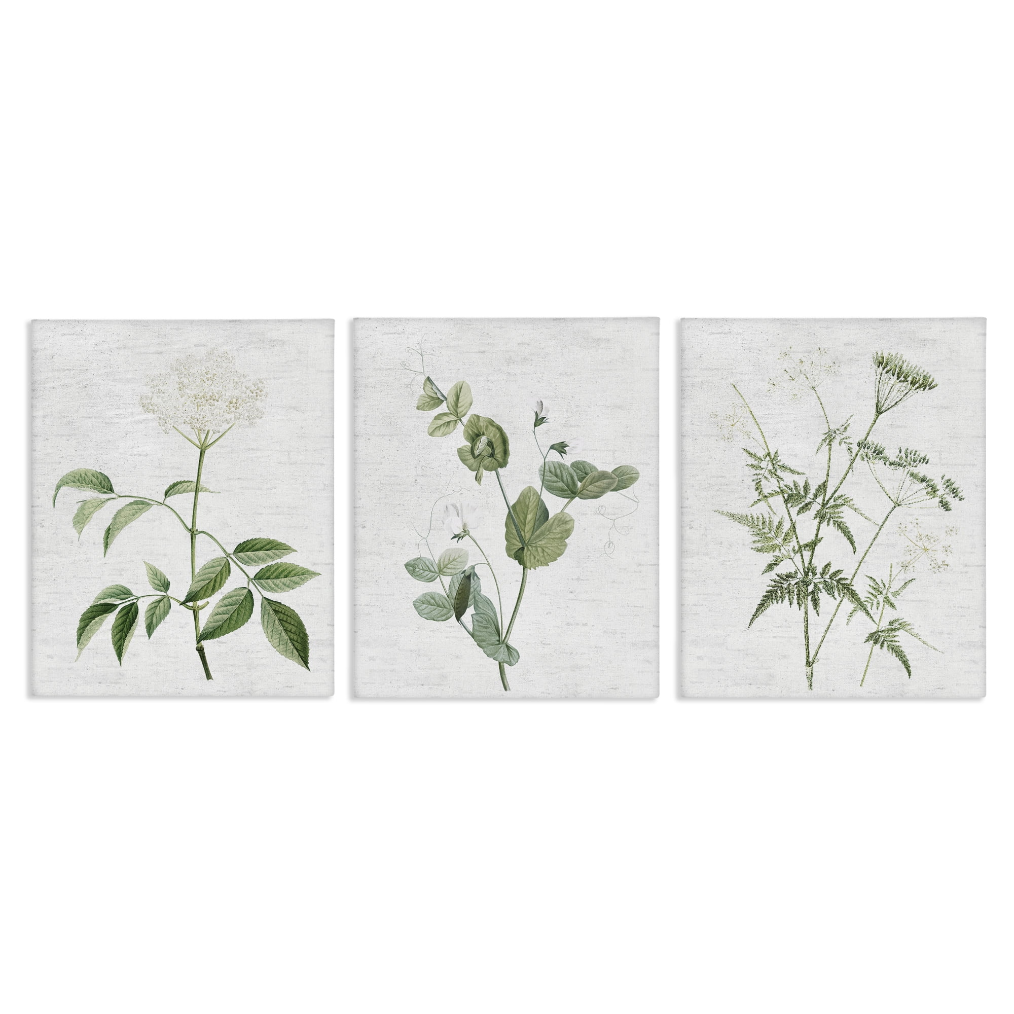 Stupell Industries Soft White Botanicals Plants & Flowers Painting Wrapped Canvas Art Print Wall Art, 24 x 30, Set of 3