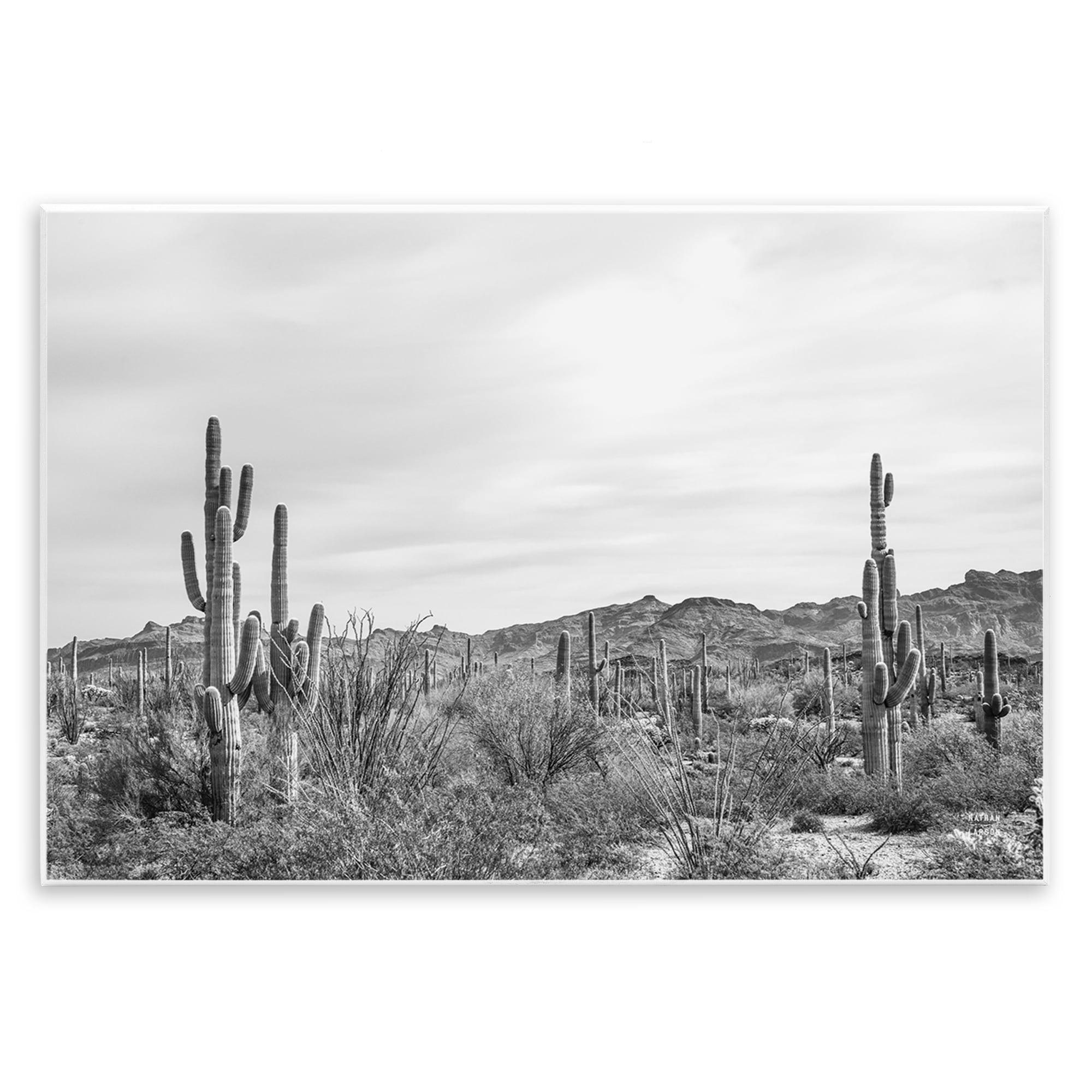 Stupell Industries Sonoran Desert Wonderland Landscape & Nature Photography Unframed Art Print Wall Art, 19 x 13