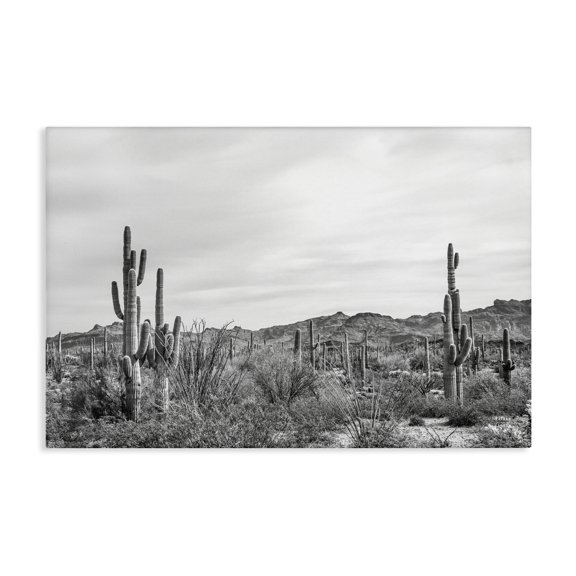 Stupell Industries Sonoran Desert Wonderland Landscape & Nature Photography Wrapped Canvas Art Print Wall Art, 36 x 24