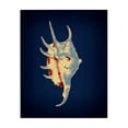 thumbnail image 1 of Stupell Industries Contemporary Spider Conch on Blue Canvas Art, 30 x 40, by Graffitee Studios, 1 of 8