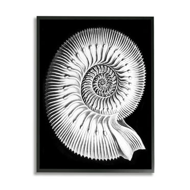 Stupell Industries Spiral Sea Life Beach Shell Modern Fractal Graphic Art Black Framed Art Print Wall Art, Design by Graffitee Studios