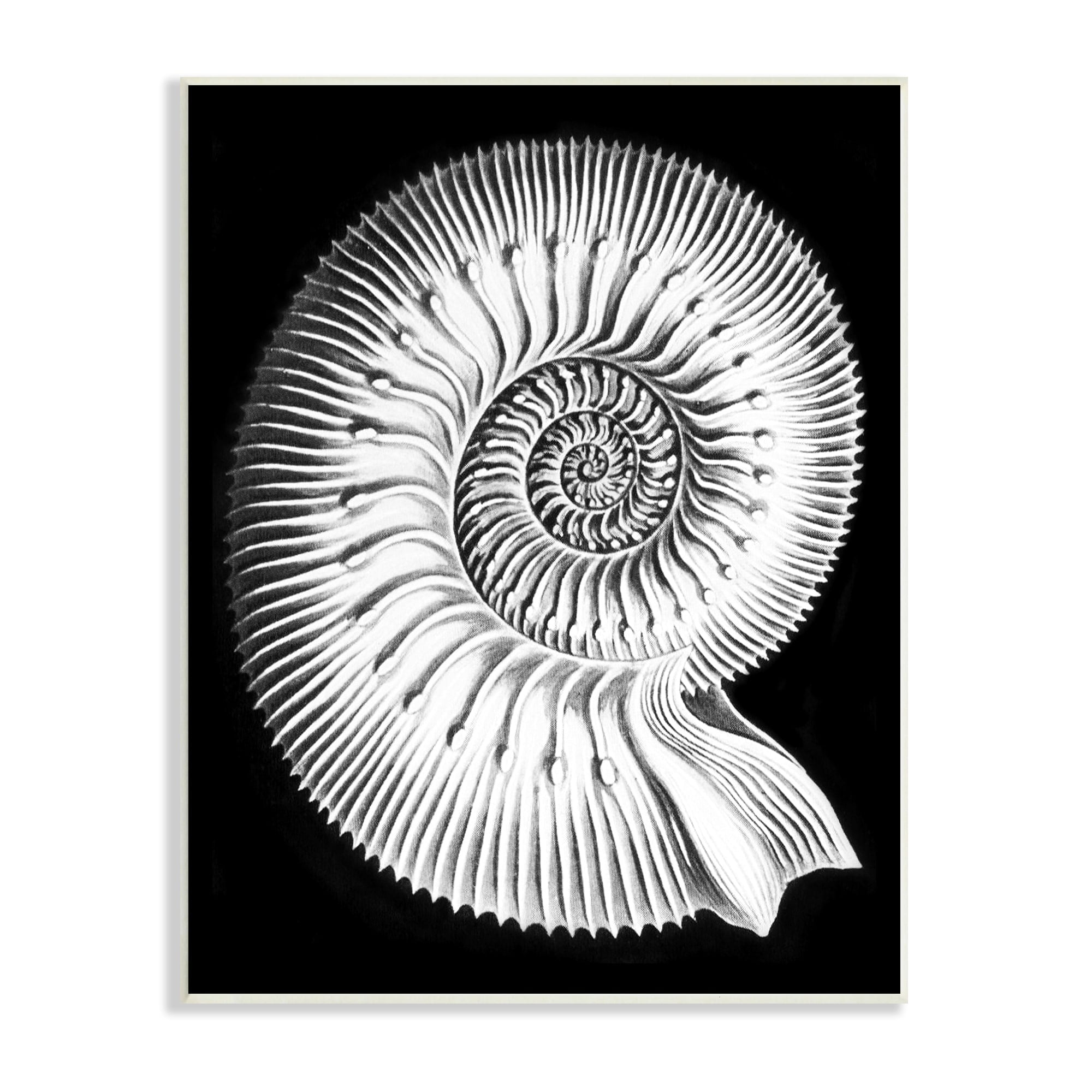 Stupell Industries Spiral Sea Life Beach Shell Modern Fractal Graphic Art Unframed Art Print Wall Art, Design by Graffitee Studios