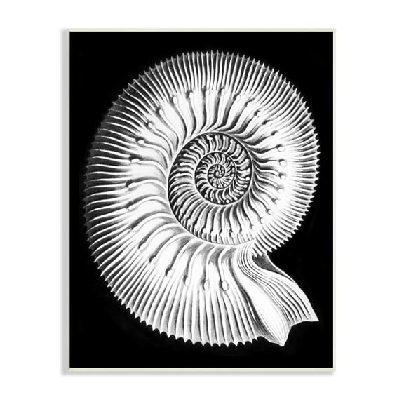 Stupell Industries Spiral Sea Life Beach Shell Modern Fractal Graphic Art Unframed Art Print Wall Art, Design by Graffitee Studios