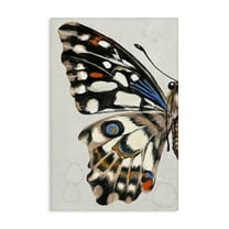 Stupell Industries Spotted Butterfly Wing Animals & Insects Painting Gallery Wrapped Canvas Art Print Wall Art, 16 x 24