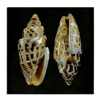 Stupell Industries Spotted Cowrie Shells Nautical & Beach Painting Wrapped Canvas Art Print Wall Art, 17 x 17